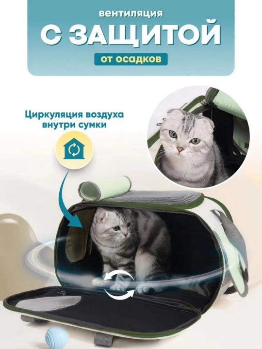 Животные выходят на улицу, чтобы нести сумку с кошками и собаками