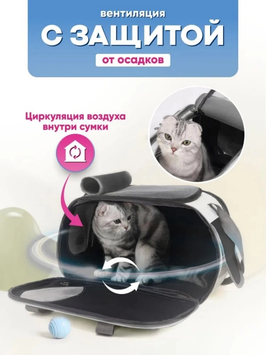 Животные выходят на улицу, чтобы нести сумку с кошками и собаками