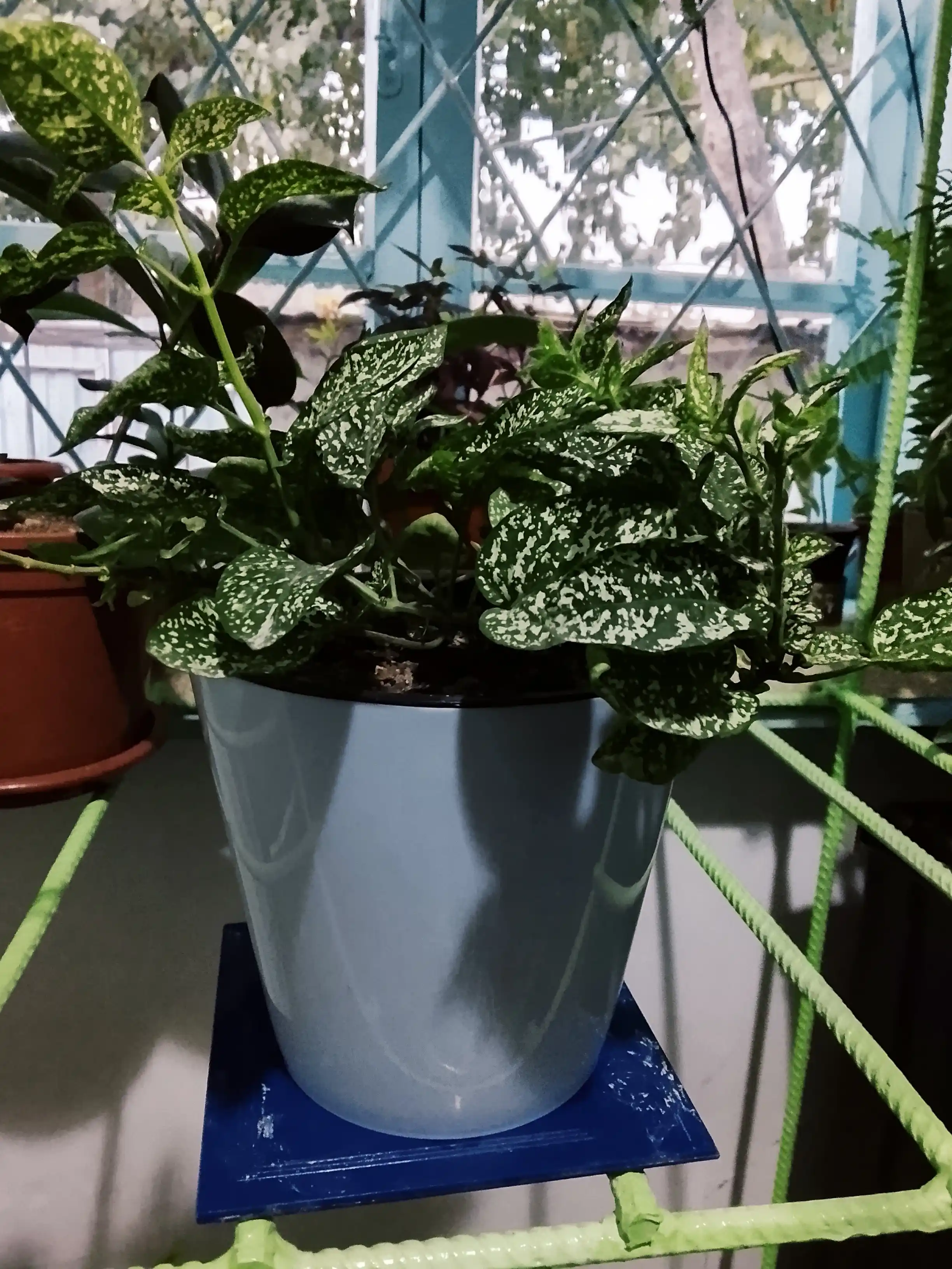 Drenajli gul idishi Azalea to'plami 5 dona, plastmassa 0,7, 1,5, 3,5, 5,5, 10 l