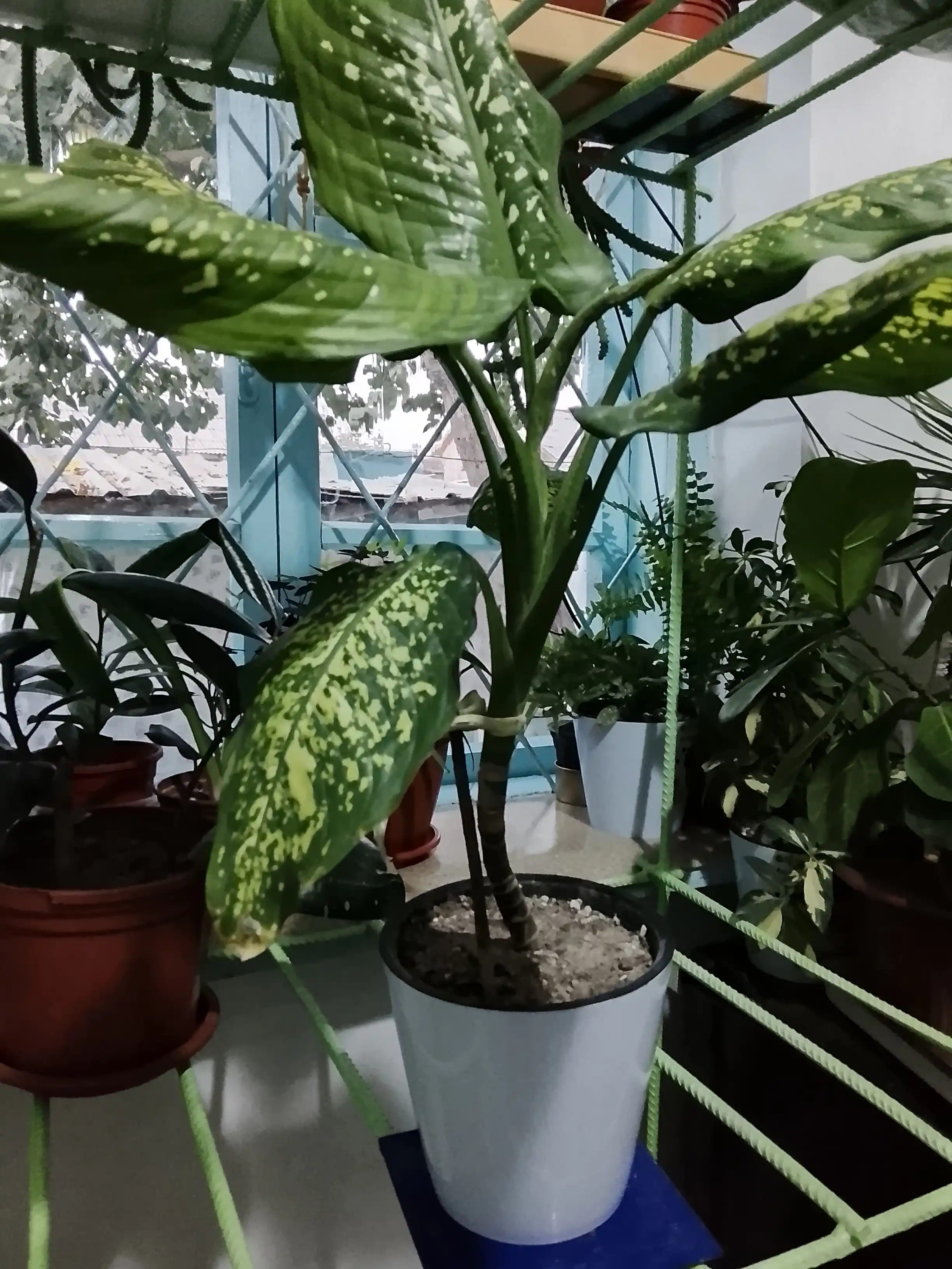 Drenajli gul idishi Azalea to'plami 5 dona, plastmassa 0,7, 1,5, 3,5, 5,5, 10 l