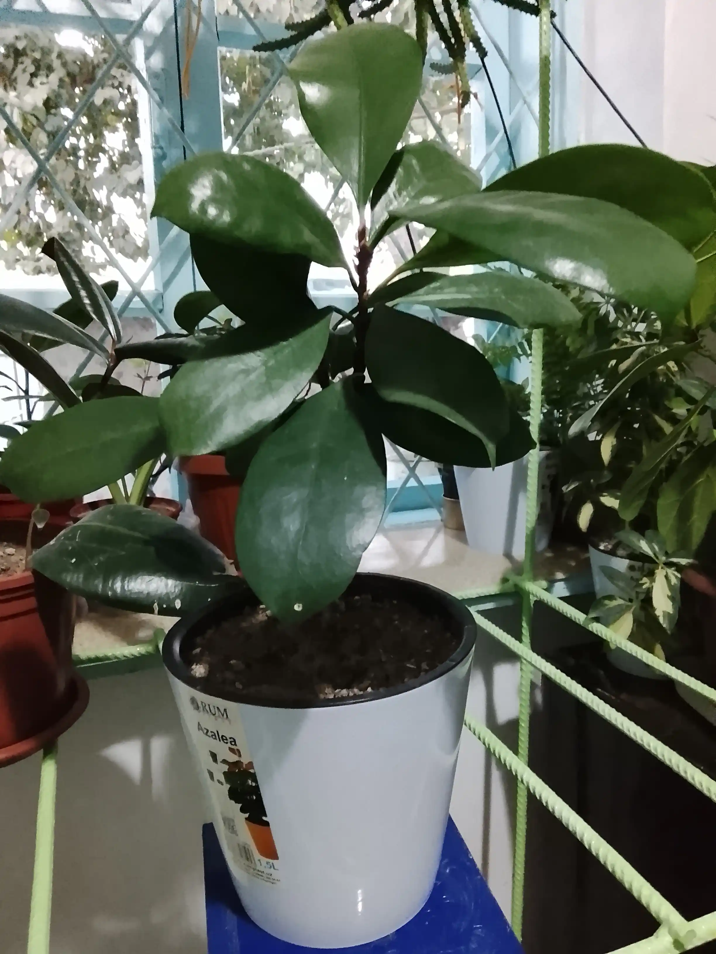 Drenajli gul idishi Azalea to'plami 5 dona, plastmassa 0,7, 1,5, 3,5, 5,5, 10 l