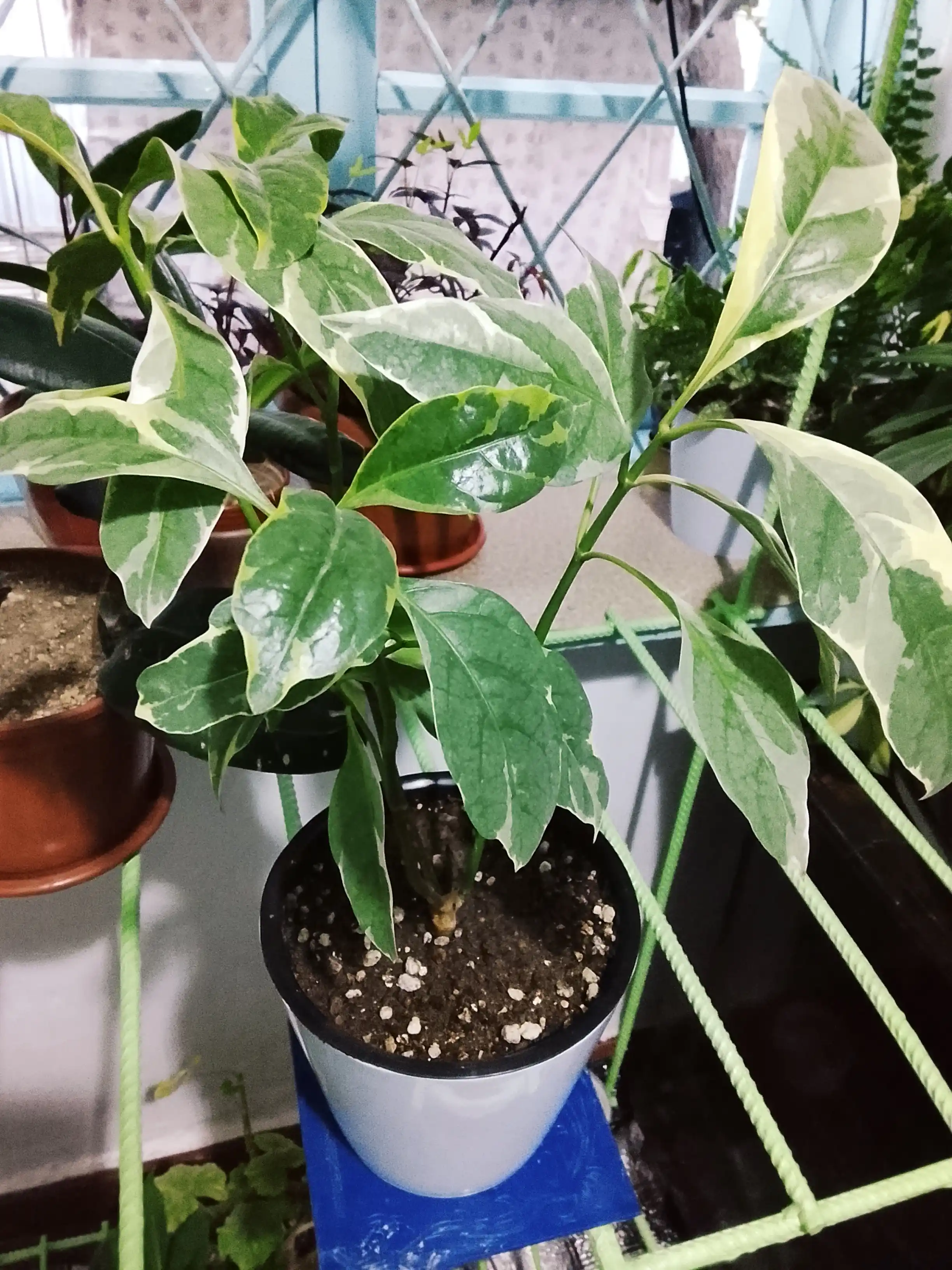 Drenajli gul idishi Azalea to'plami 5 dona, plastmassa 0,7, 1,5, 3,5, 5,5, 10 l