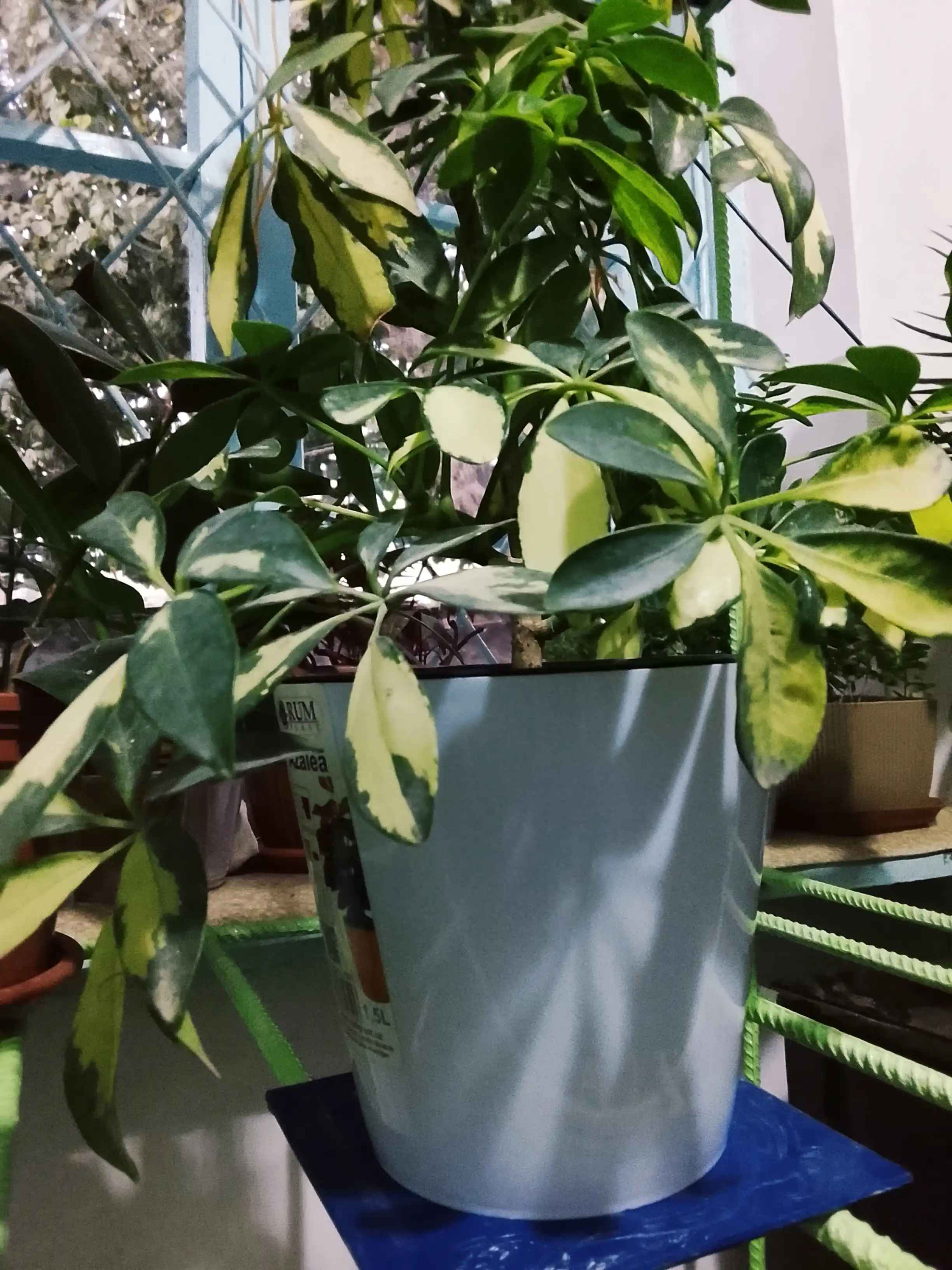 Drenajli gul idishi Azalea to'plami 5 dona, plastmassa 0,7, 1,5, 3,5, 5,5, 10 l