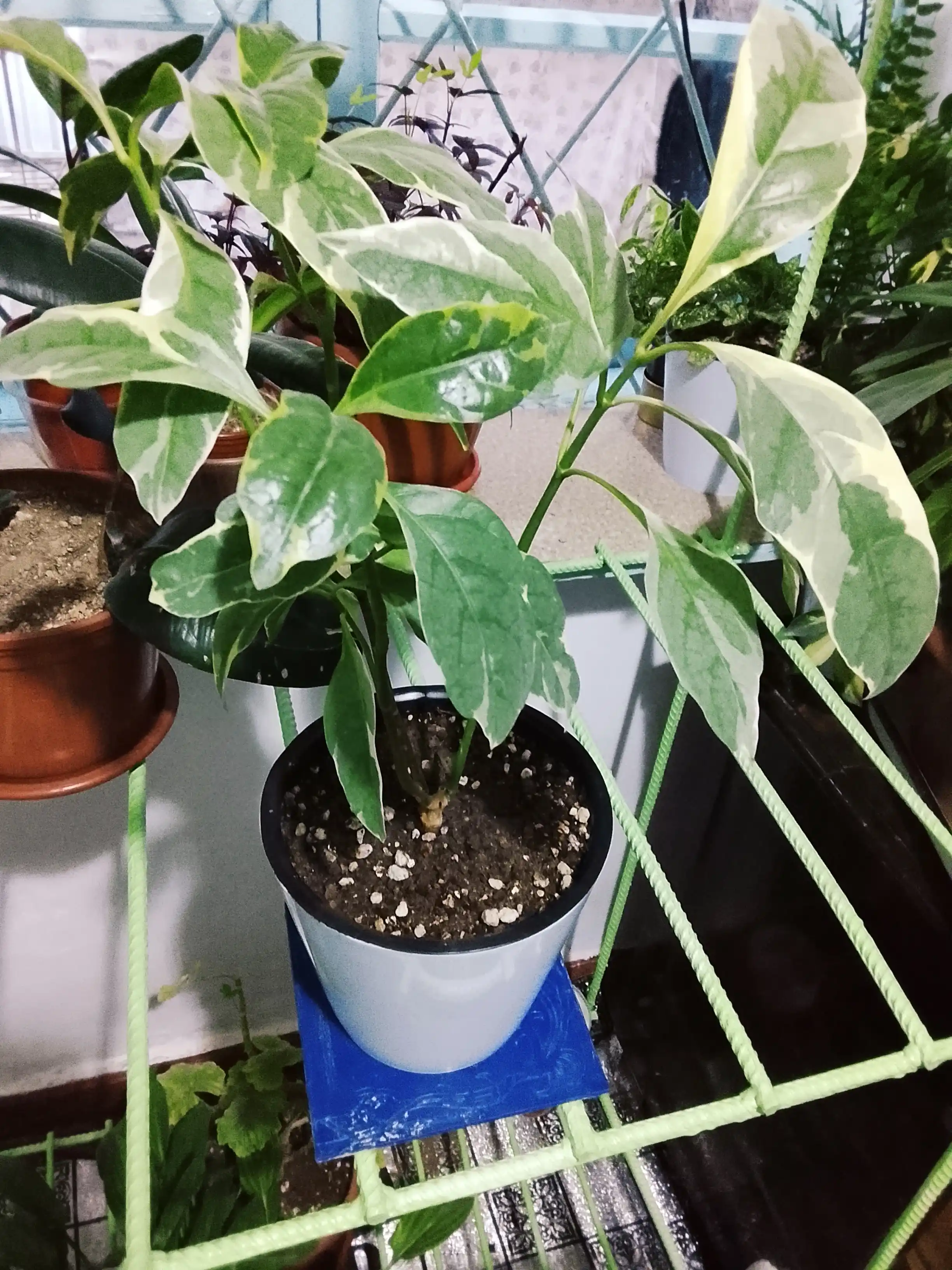 Drenajli gul idishi Azalea to'plami 5 dona, plastmassa 0,7, 1,5, 3,5, 5,5, 10 l