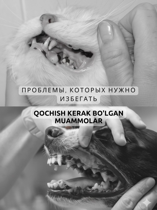 Nam salfetkalar Itlar va mushuklar uchun tishlarni tozalash uchun Kimpets