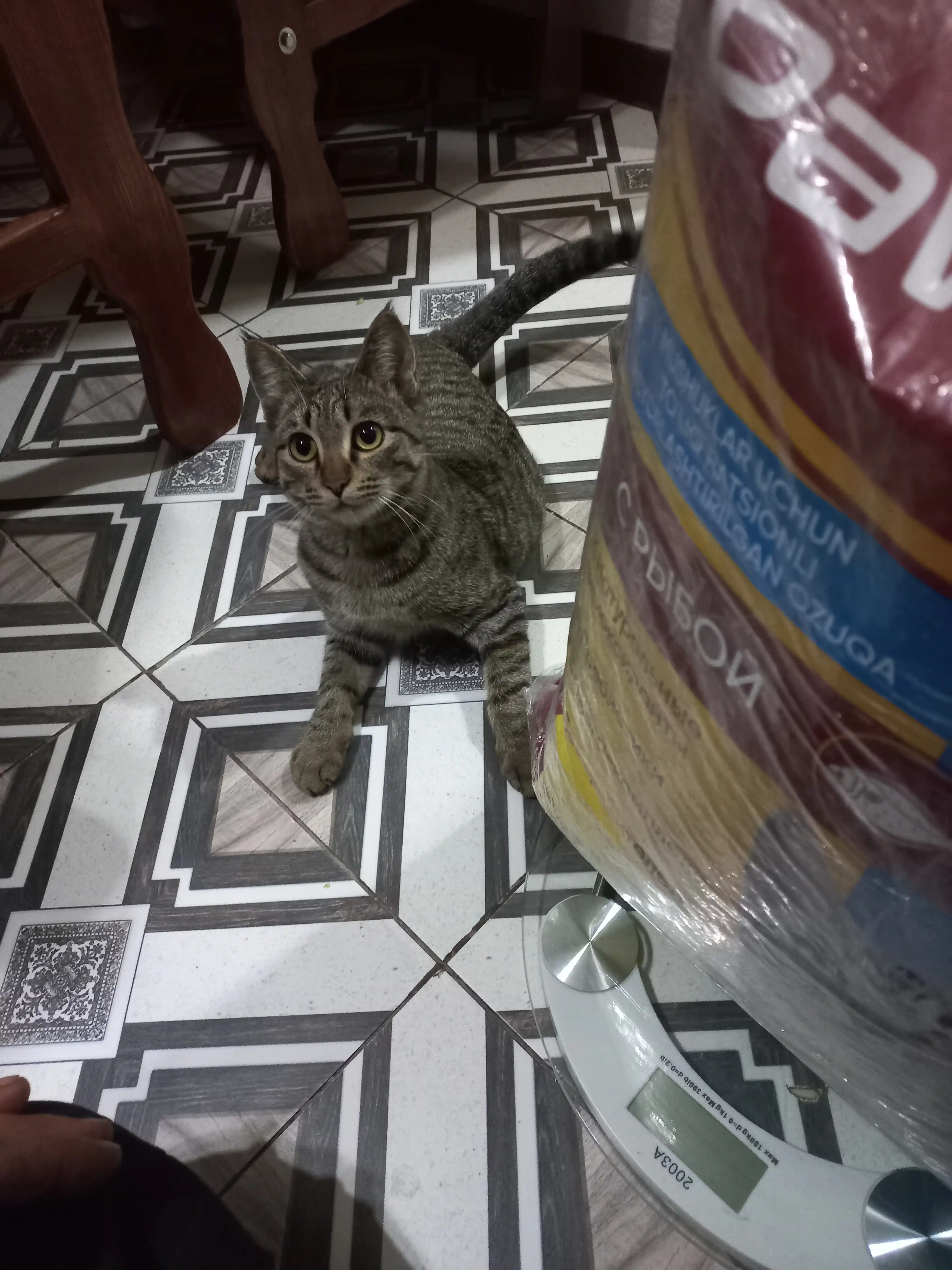 Paw Picks mushuklar uchun quruq yem, baliq bilan 10 kg