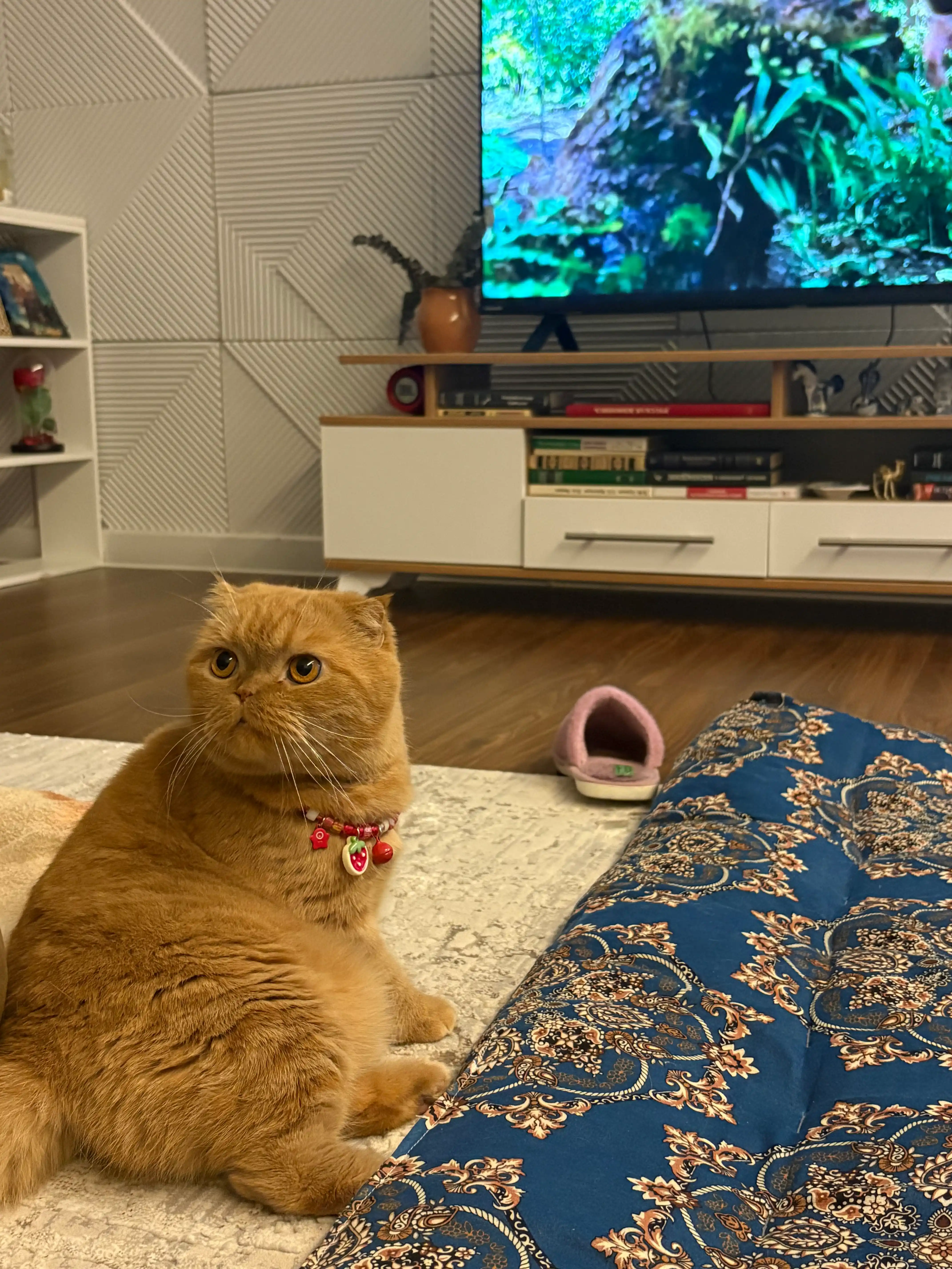 Ошейник для кошек и собак