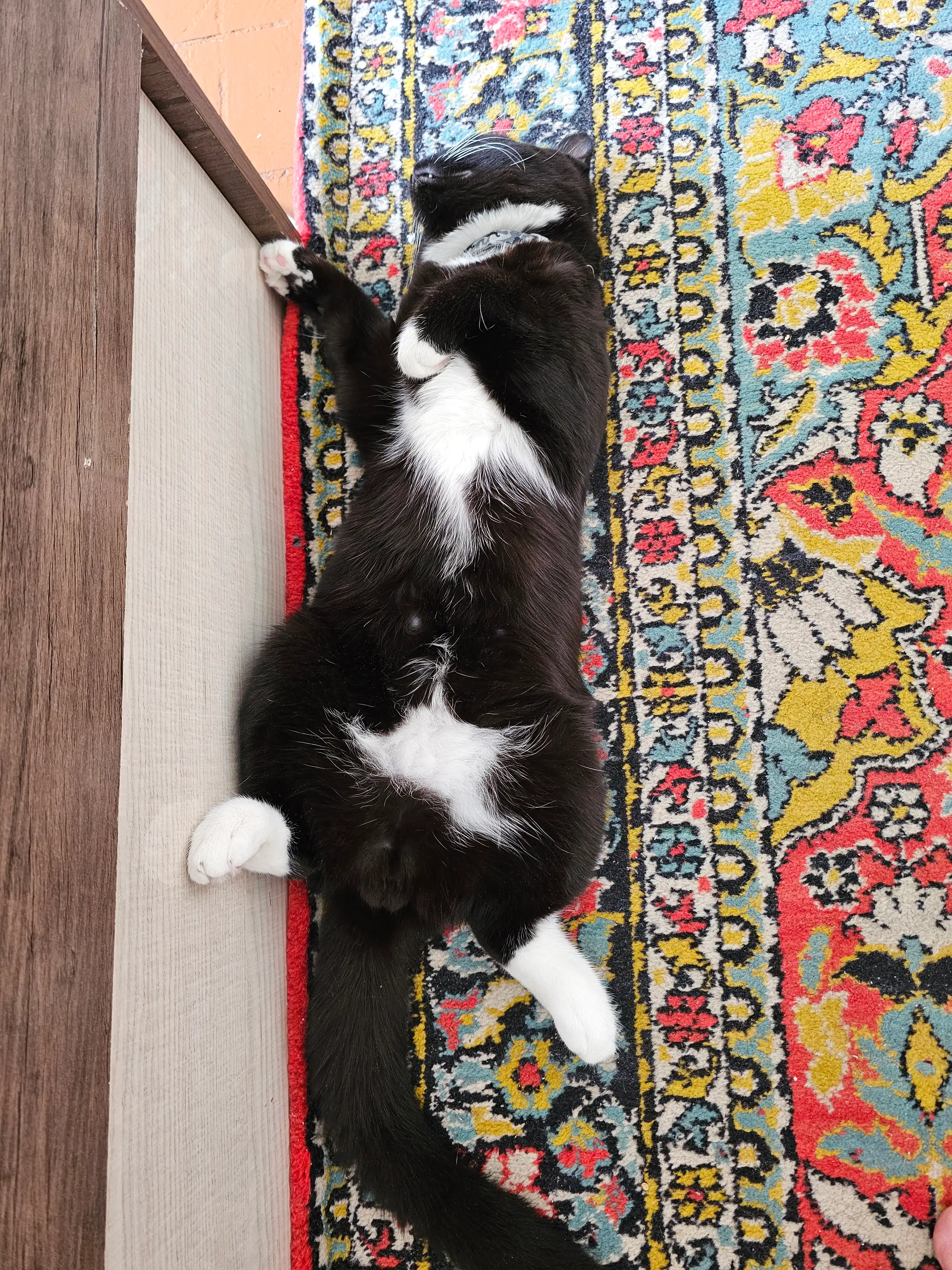 Felix Sho'rva кatta mushuklar uchun nam yem, mol go'shti bilan, 48 gr 5 dona