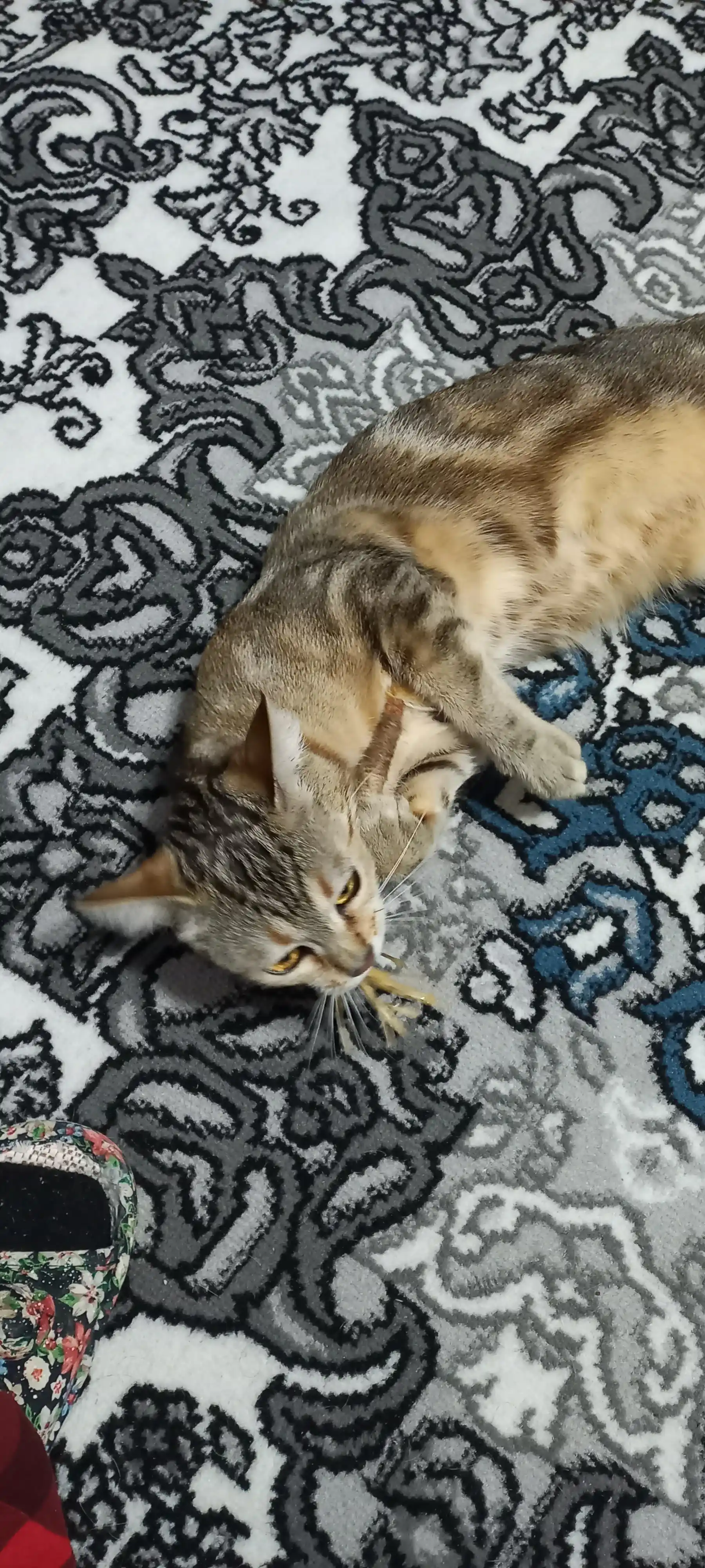 Кошачья мята для кошек, палочка
