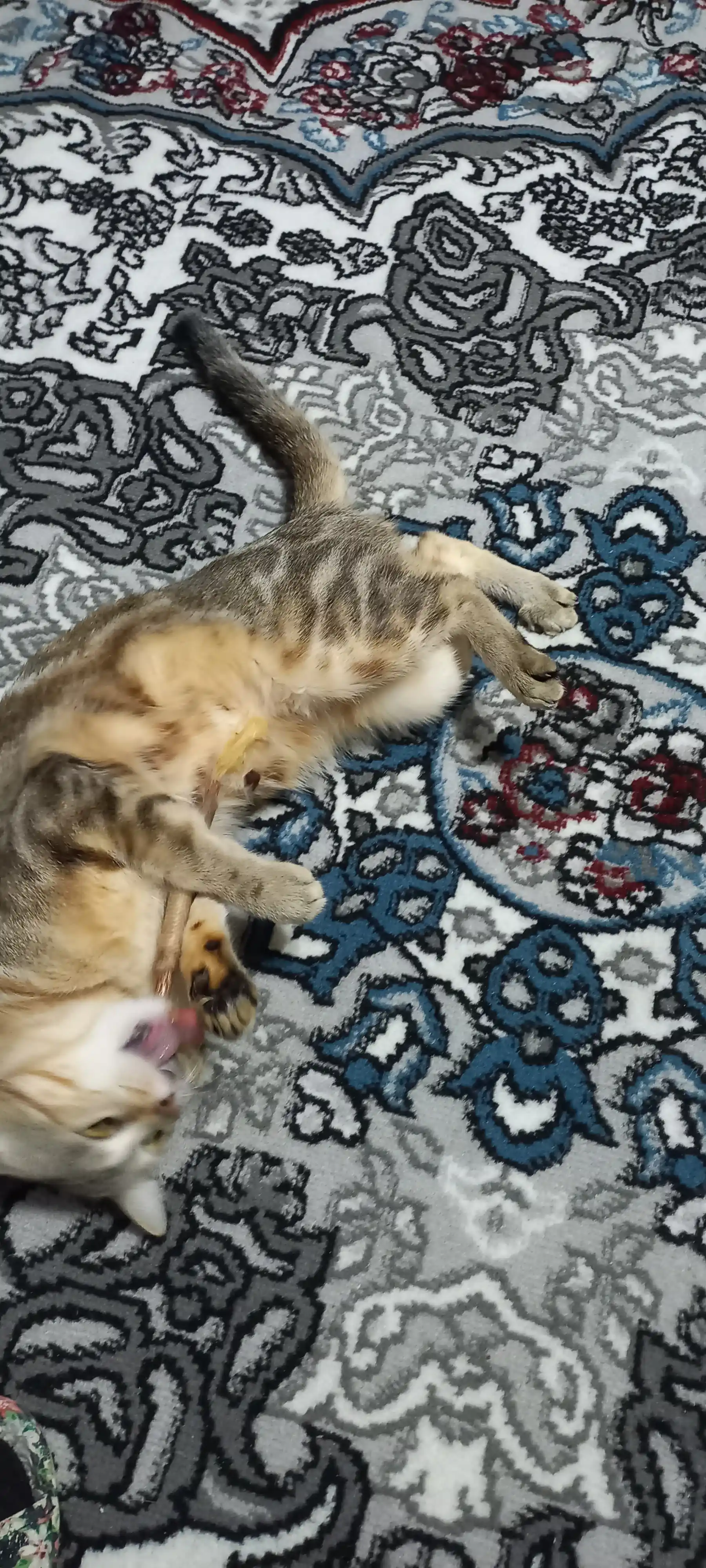 Кошачья мята для кошек, палочка