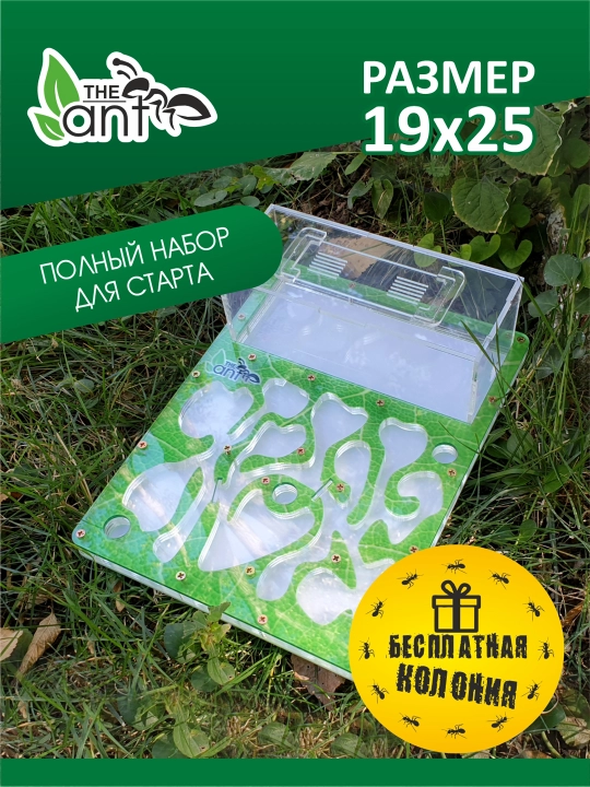 Chumolilar fermasi, formikarium - 