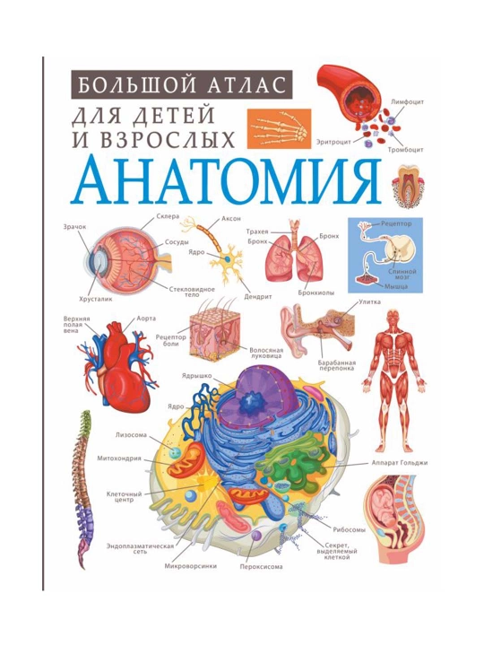 Анатомия. Спектор А.А.
