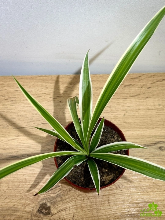 Sansevieria, Chlorophytum, tabiiy havo tozalagichlar