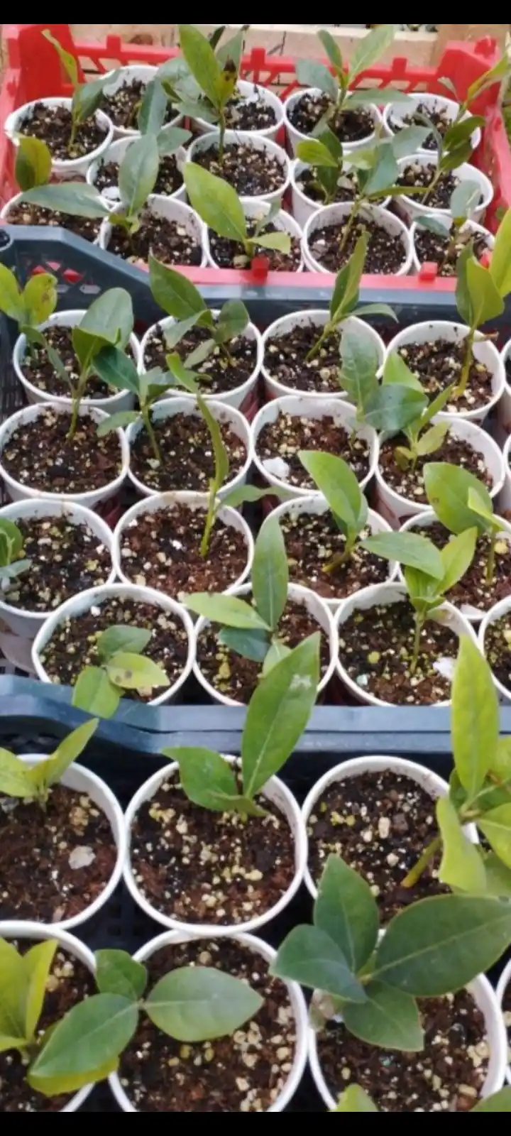 Oq gulli magnoliya Grandiflora shimoliy daraxt, 8 urug‘li