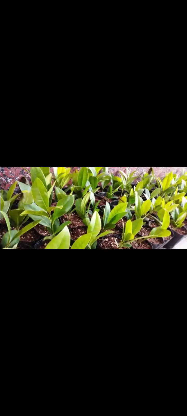 Oq gulli magnoliya Grandiflora shimoliy daraxt, 8 urug‘li