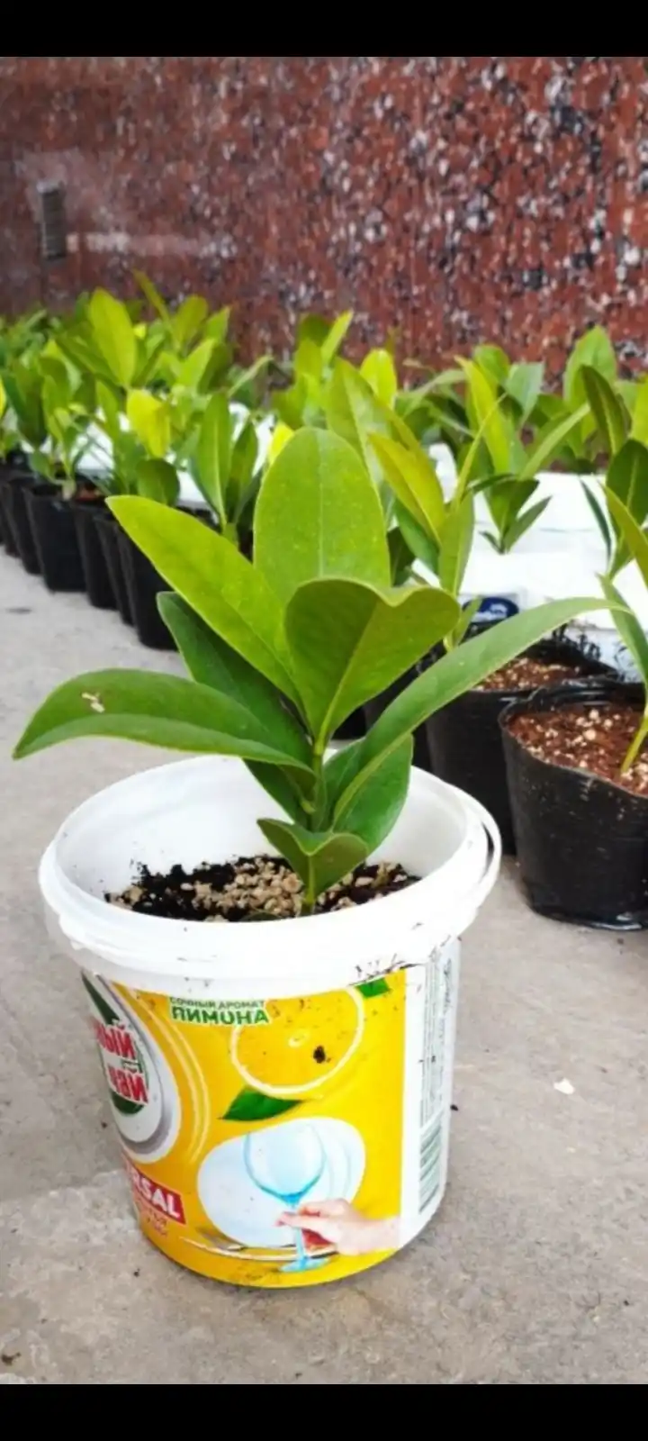 Oq gulli magnoliya Grandiflora shimoliy daraxt, 8 urug‘li