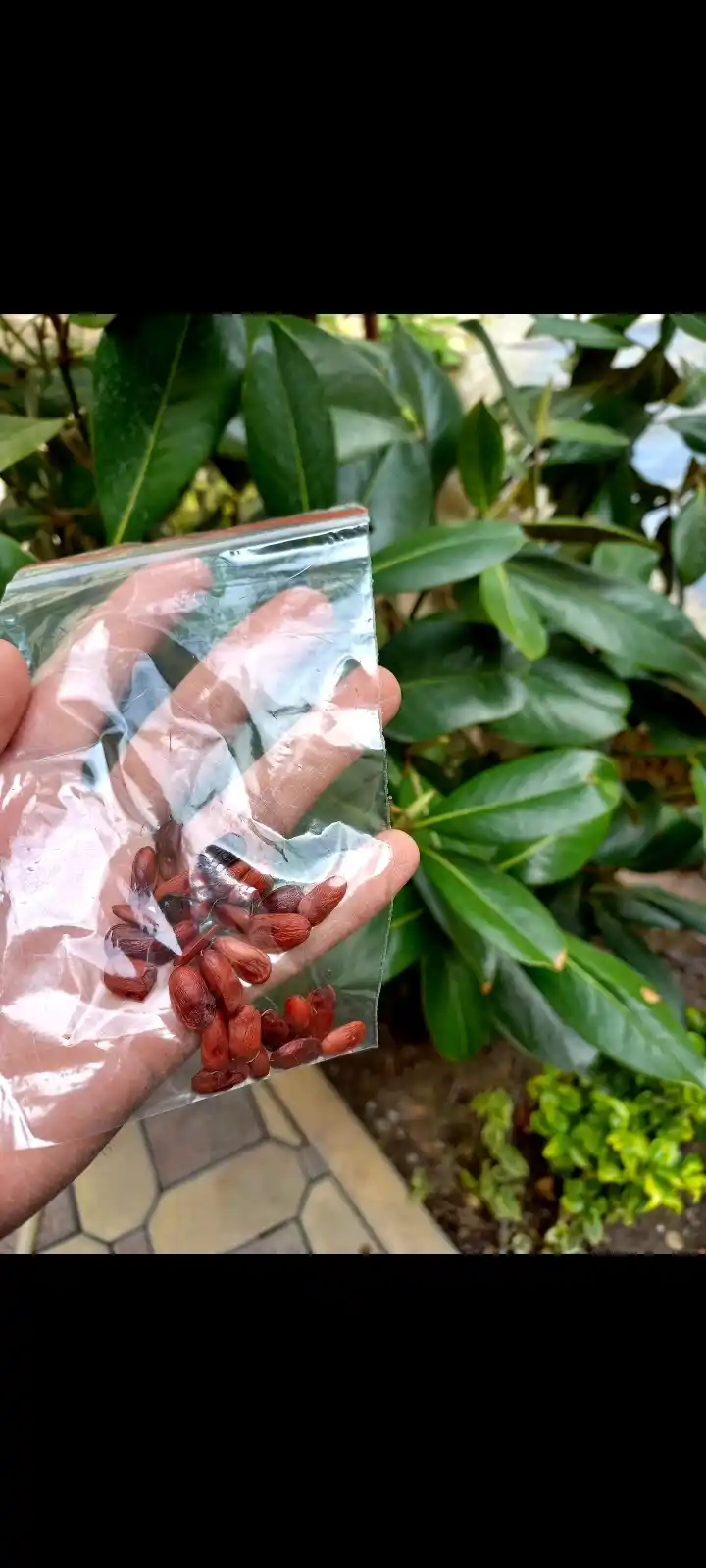 Oq gulli magnoliya Grandiflora shimoliy daraxt, 8 urug‘li