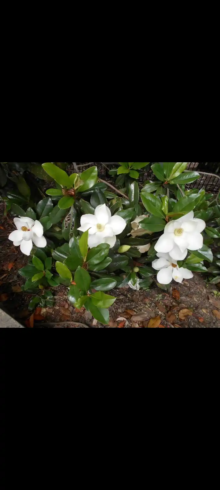 Oq gulli magnoliya Grandiflora shimoliy daraxt, 8 urug‘li