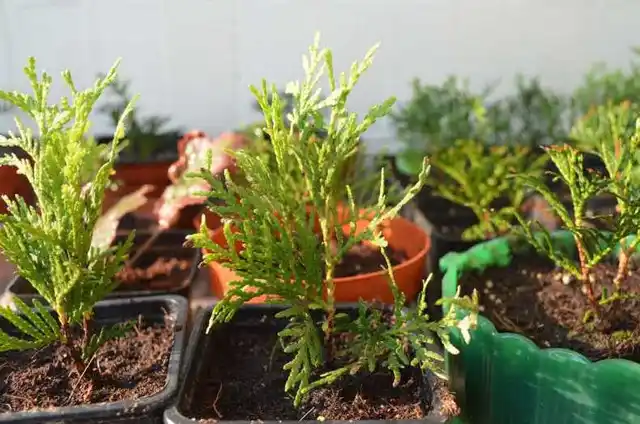 Moviy ustunli Thuja urug'lari + sovg'a aralashmasi Tsar Qrim