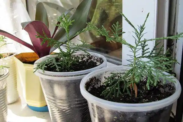 Moviy ustunli Thuja urug'lari + sovg'a aralashmasi Tsar Qrim