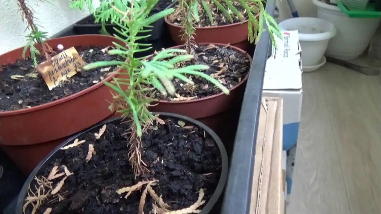 Moviy ustunli Thuja urug'lari + sovg'a aralashmasi Tsar Qrim