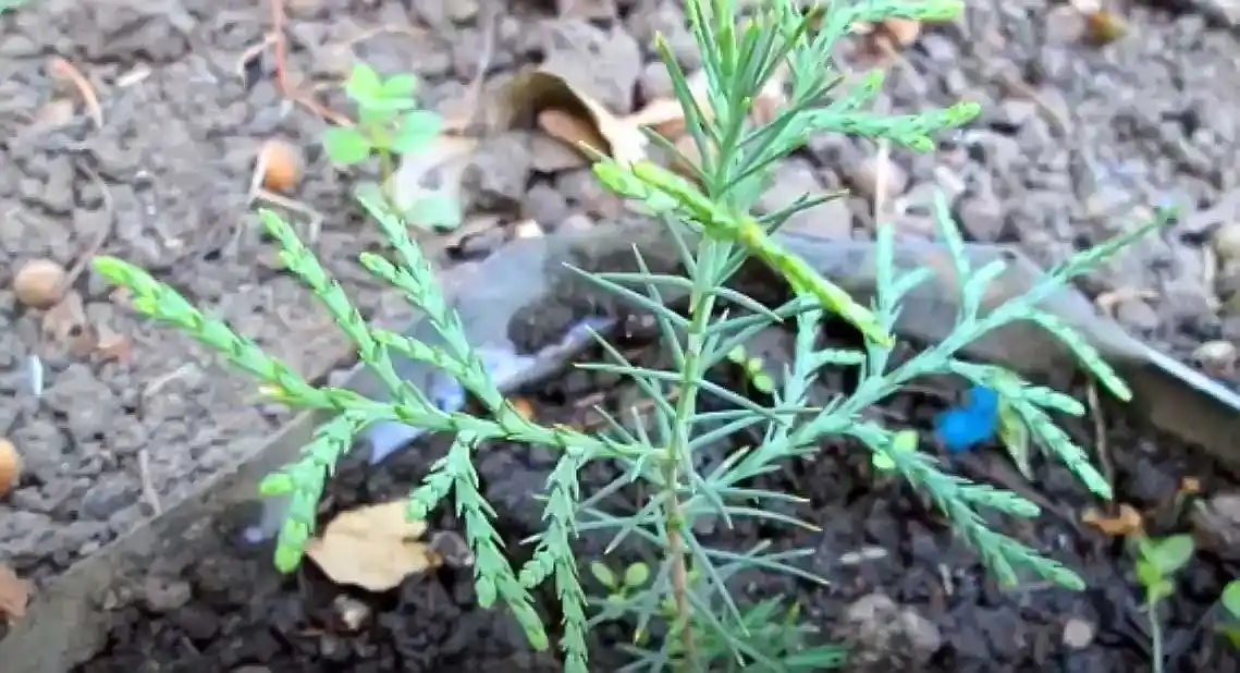 Moviy ustunli Thuja urug'lari + sovg'a aralashmasi Tsar Qrim
