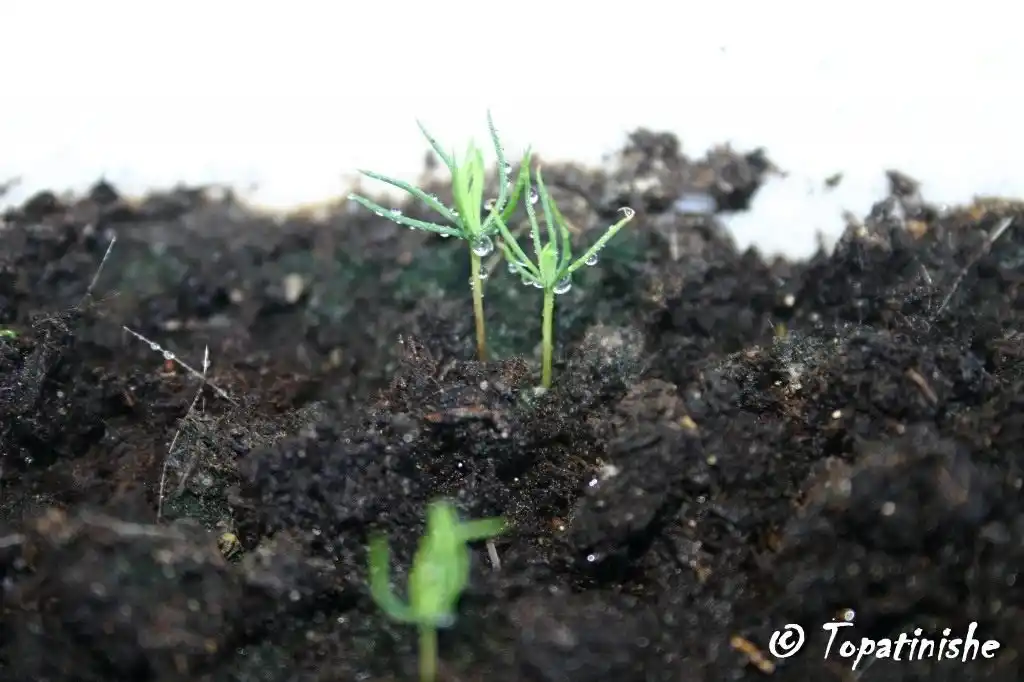 Moviy ustunli Thuja urug'lari + sovg'a aralashmasi Tsar Qrim