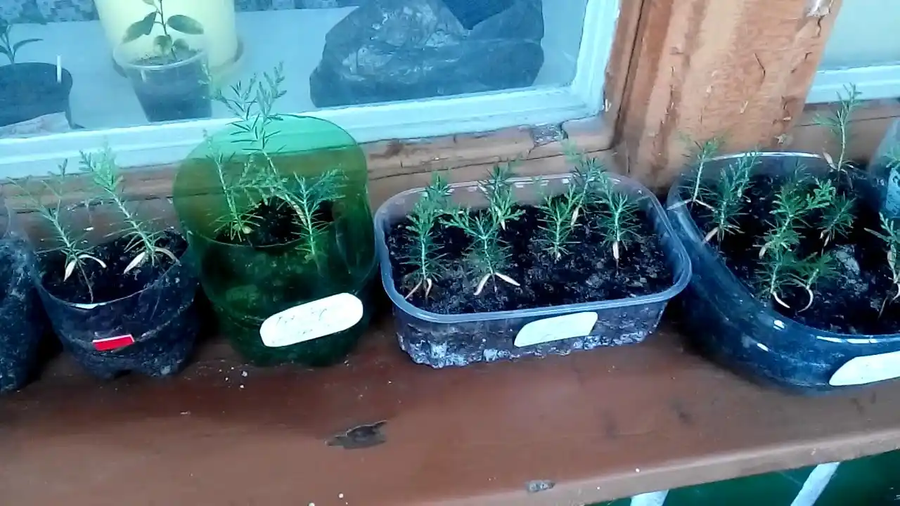 Moviy ustunli Thuja urug'lari + sovg'a aralashmasi Tsar Qrim