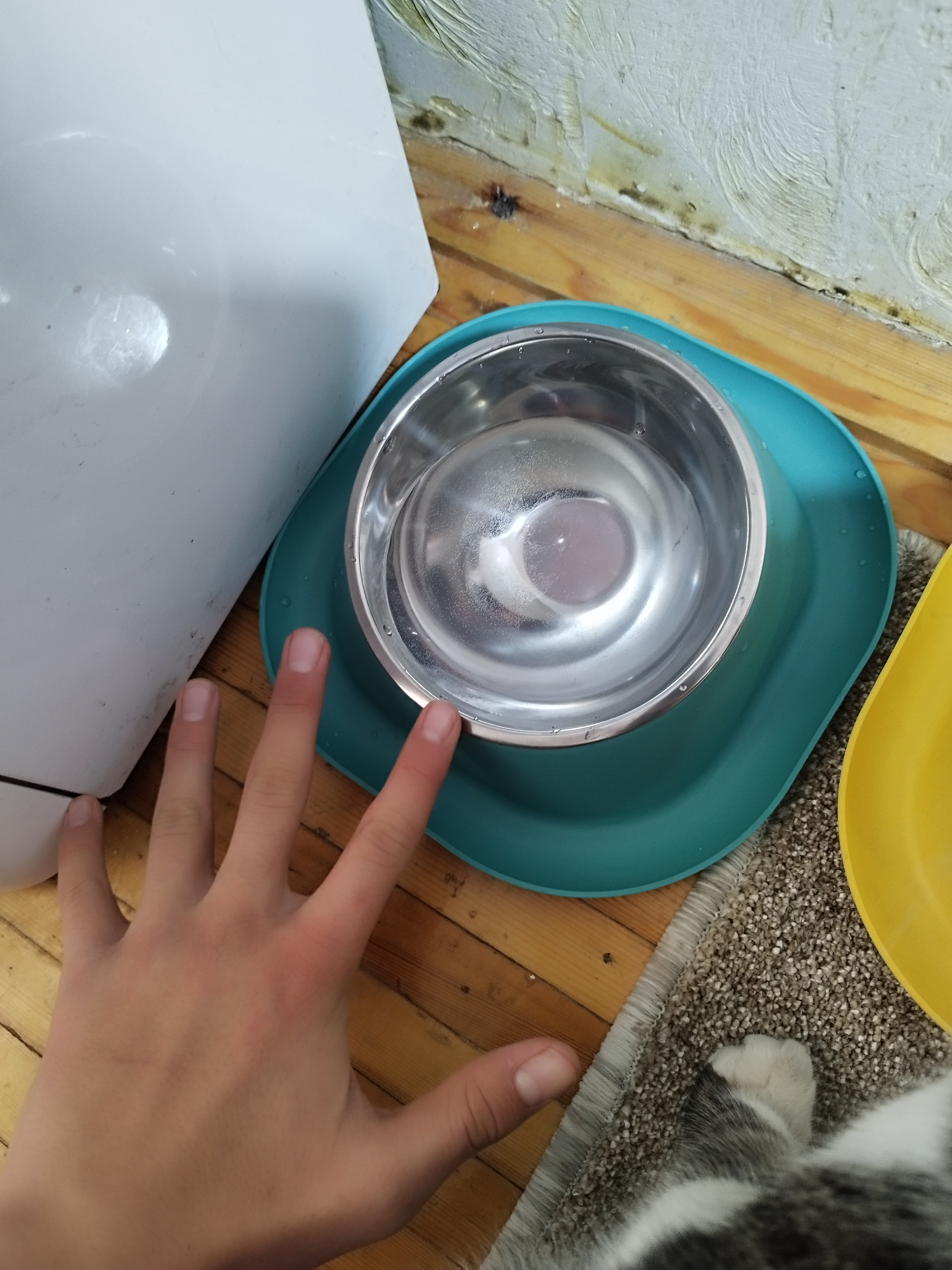 Kichik zotli itlar, Mushuklar va mushukchalar uchun plastik stenddagi metall idish