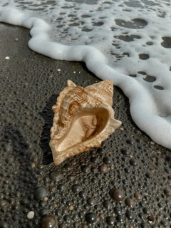 Sargʻish melanj