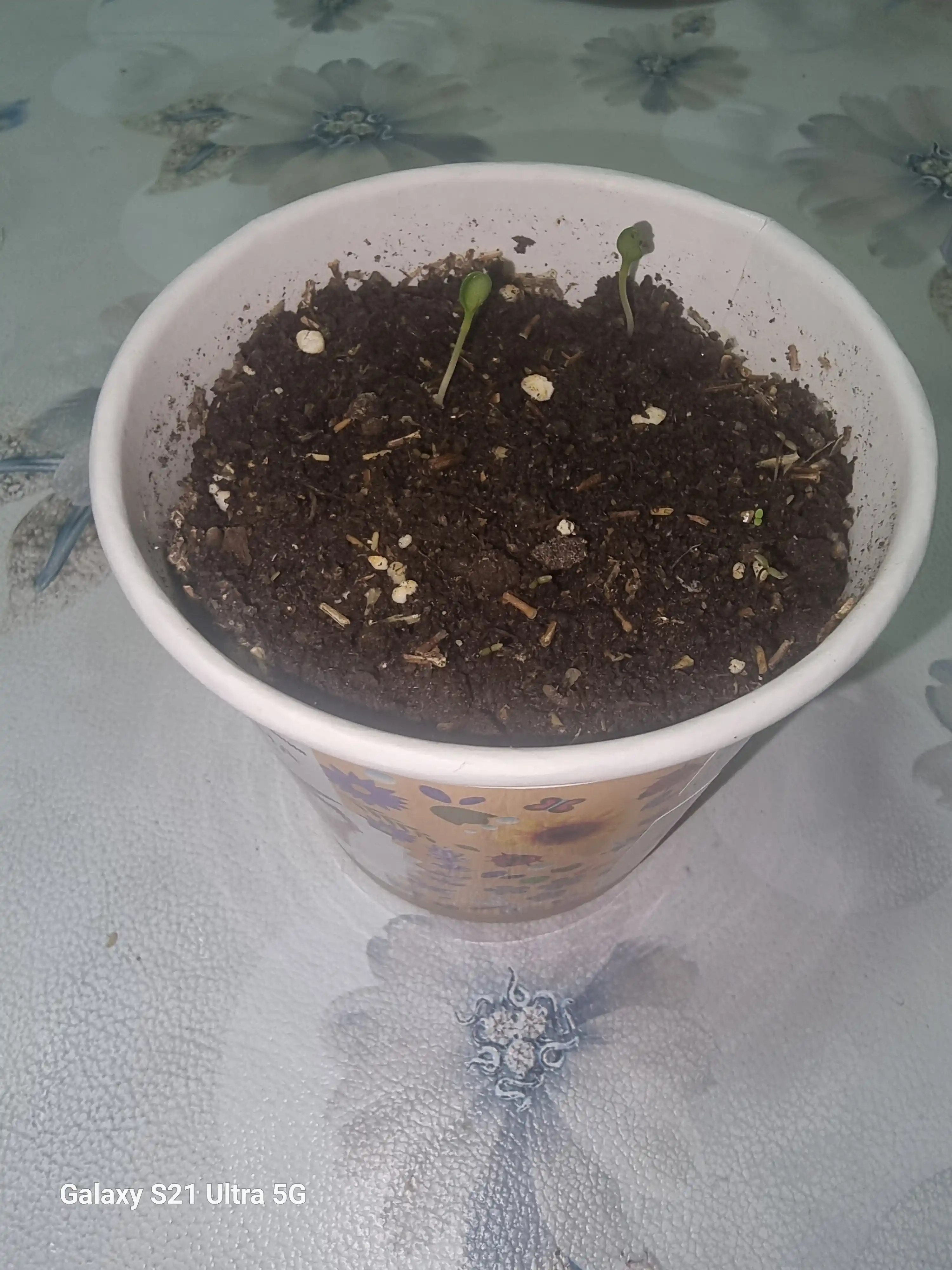 Набор для выращивания растений Happy Plants-Вырасти сам цветы