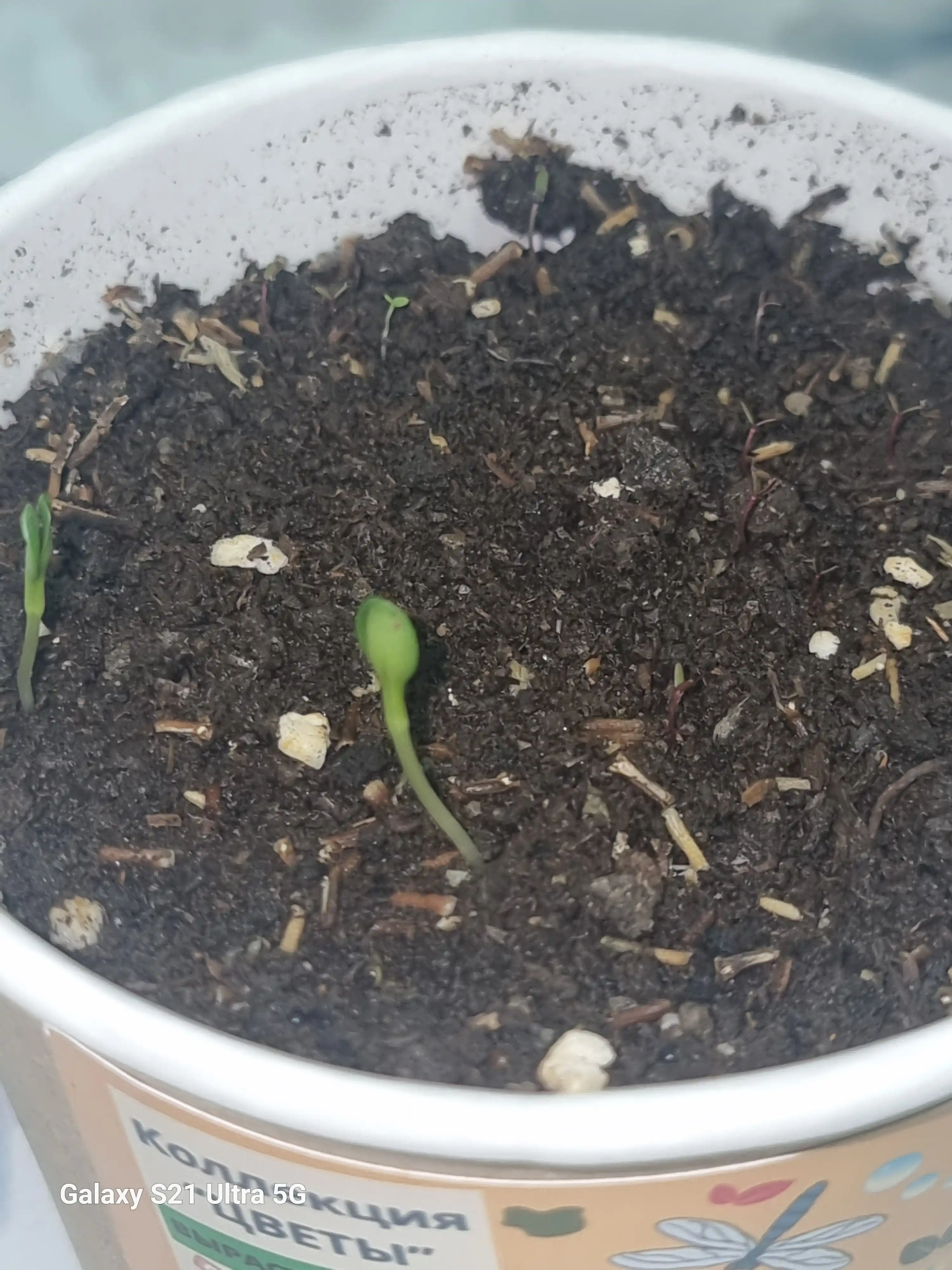 Набор для выращивания растений Happy Plants-Вырасти сам цветы