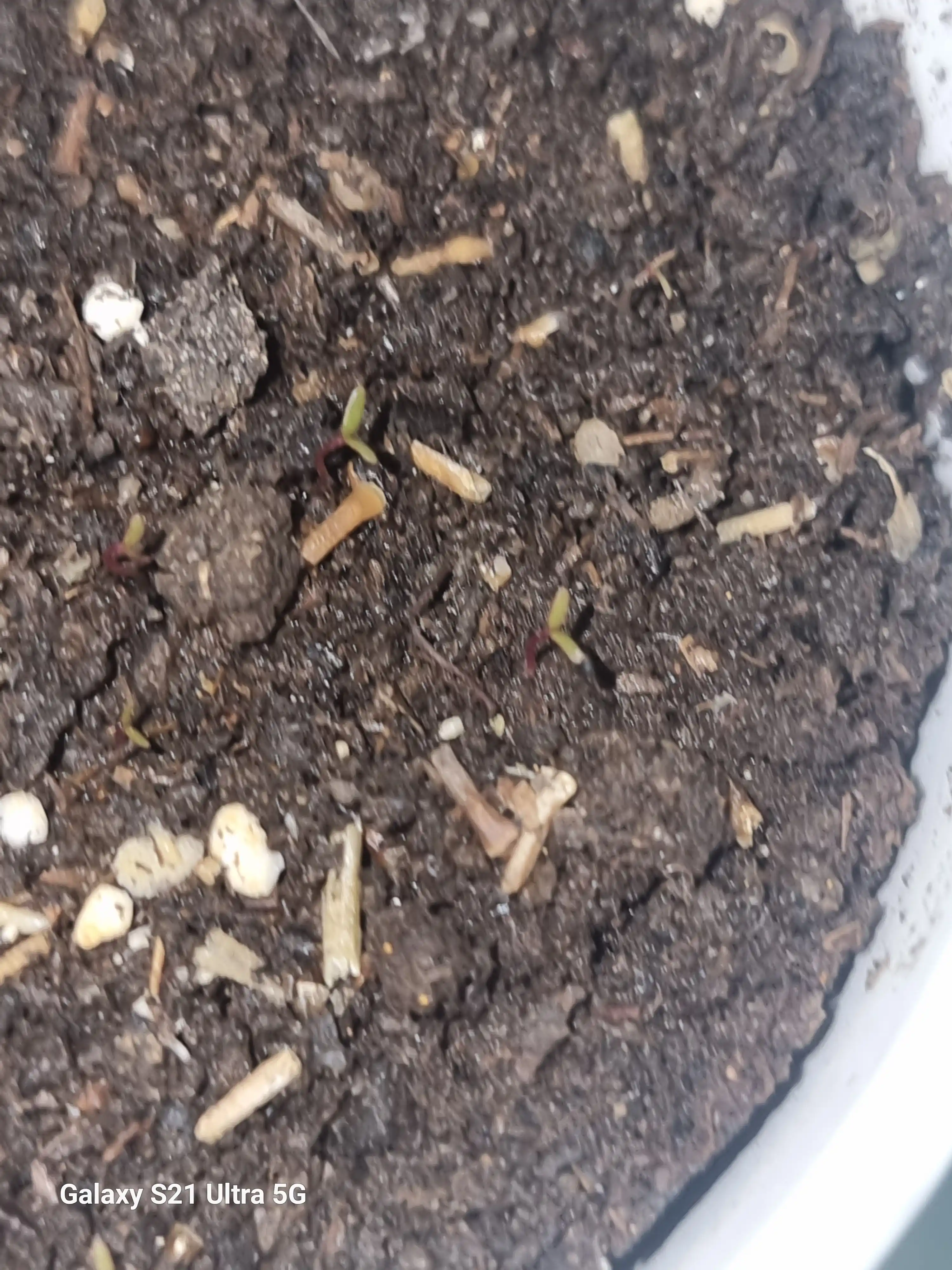 Набор для выращивания растений Happy Plants-Вырасти сам цветы