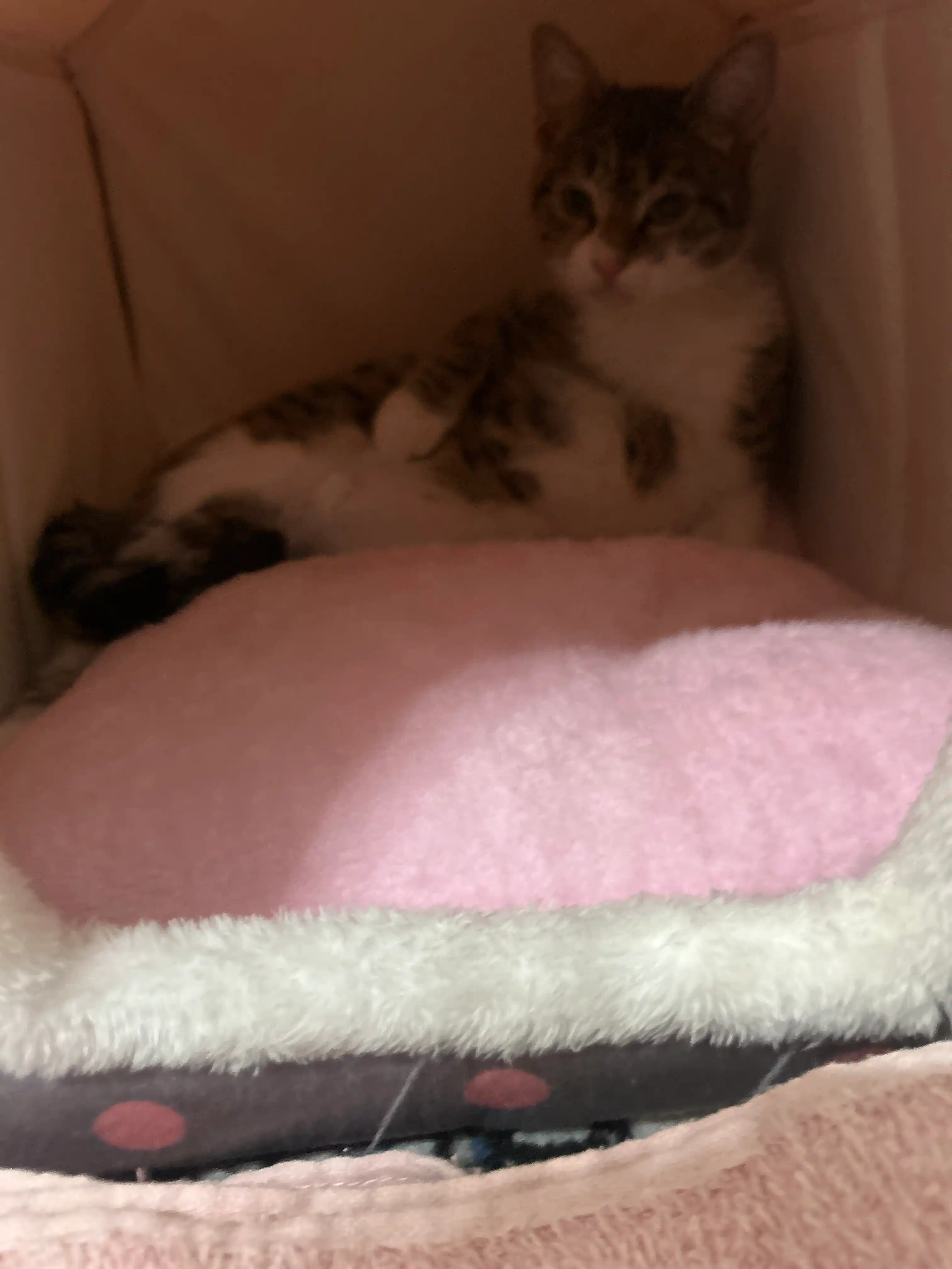 Домик для кошек