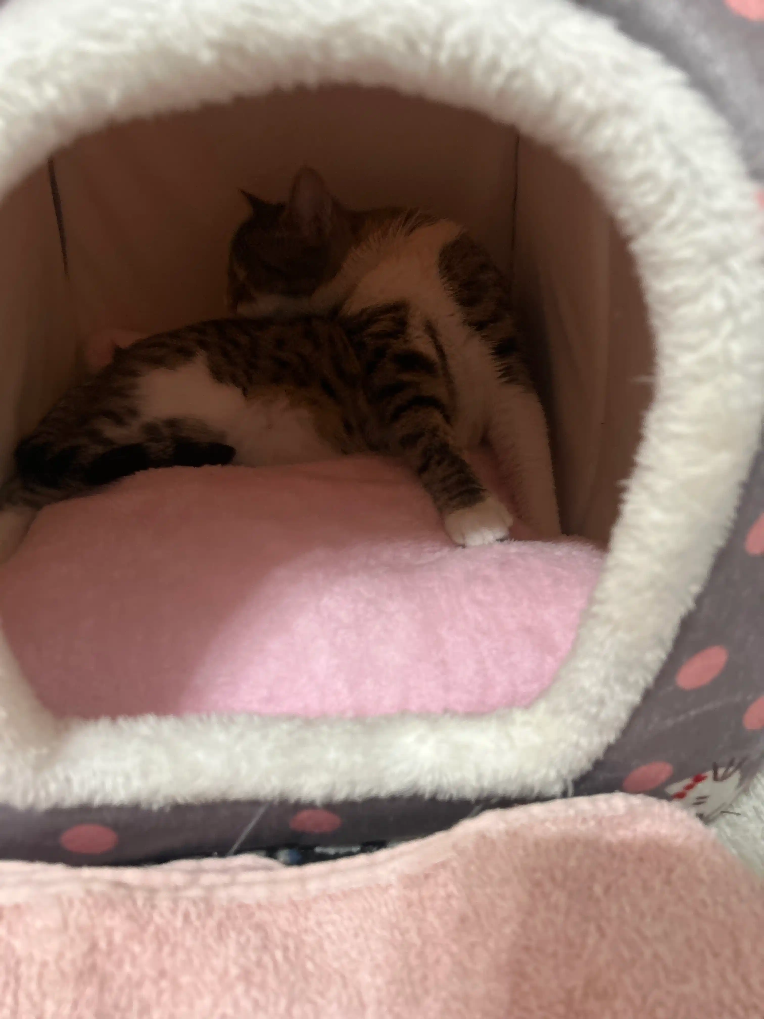 Домик для кошек