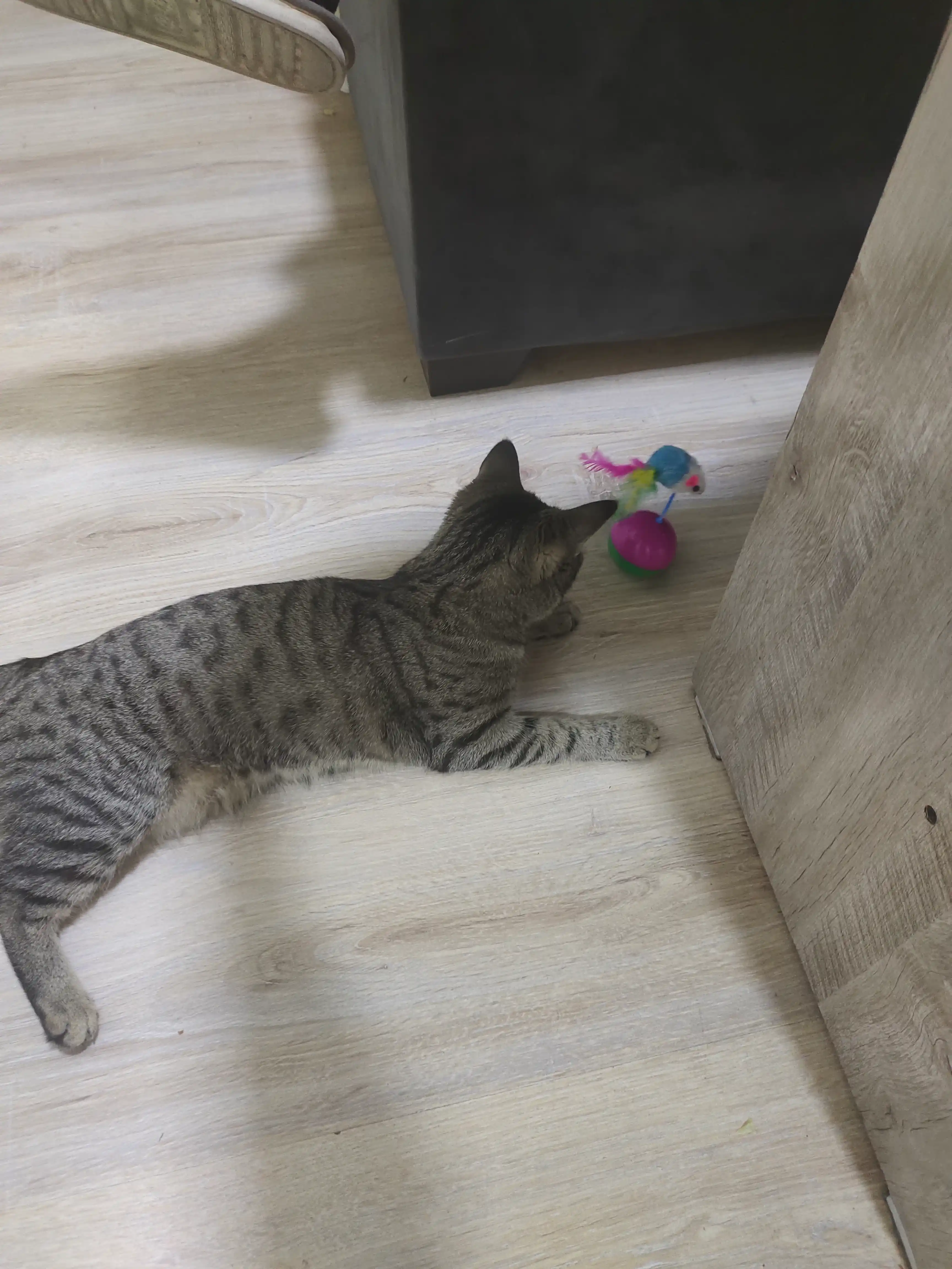 Игрушка для кошек неваляшка, шарики с мышкой, пластиковый