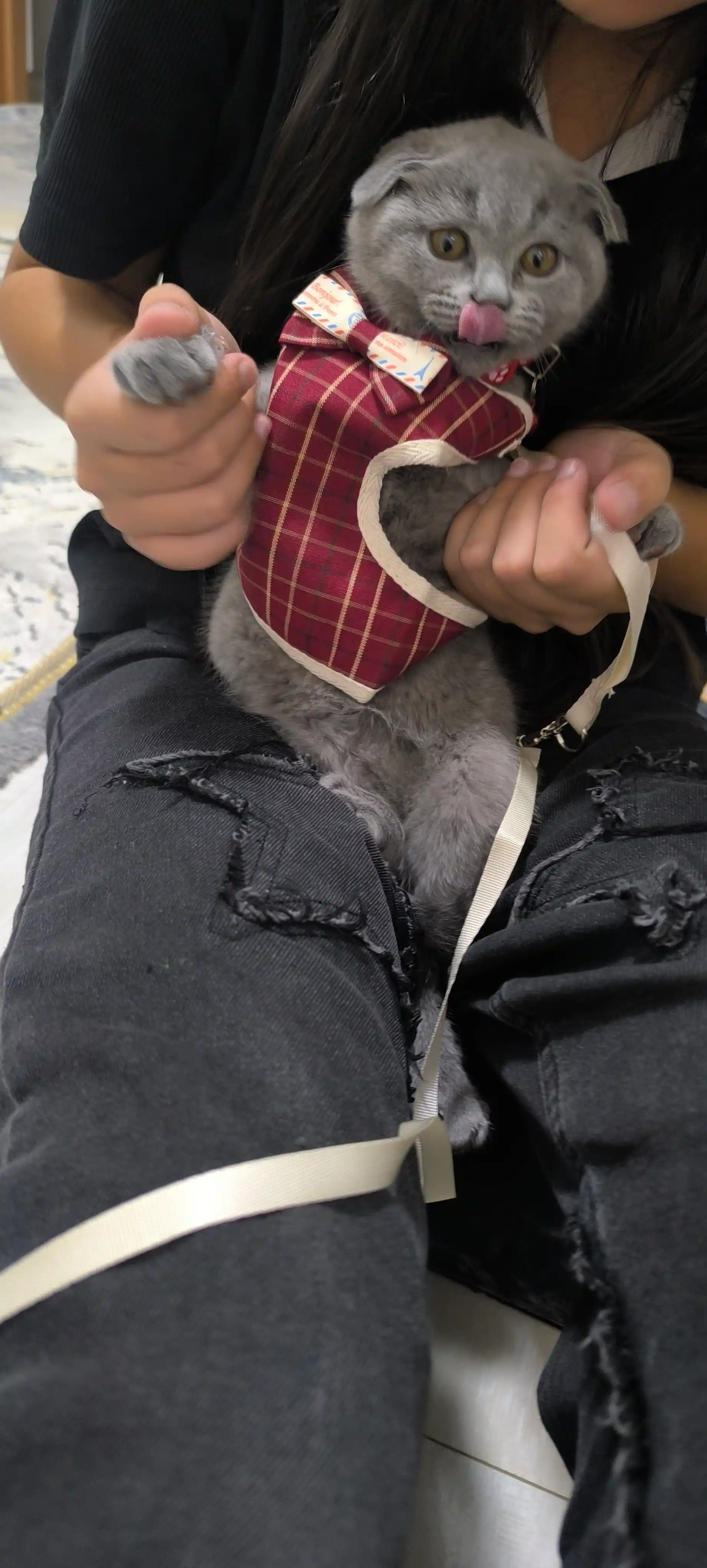 Mushuklar va itlar uchun bog'ichli jabduqlar, nafas oladigan jilet, kamonli