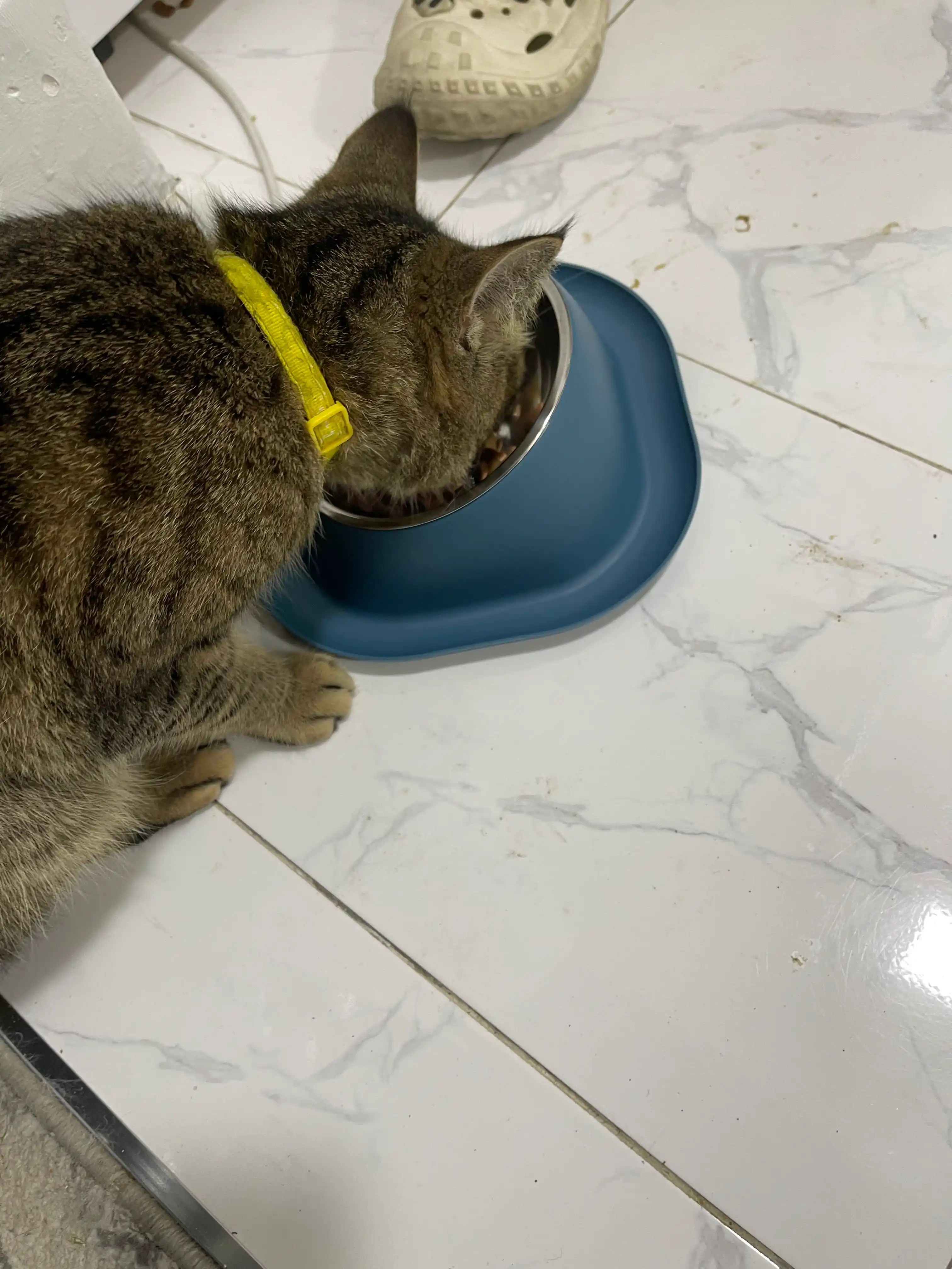 Kichik zotli itlar, Mushuklar va mushukchalar uchun plastik stenddagi metall idish