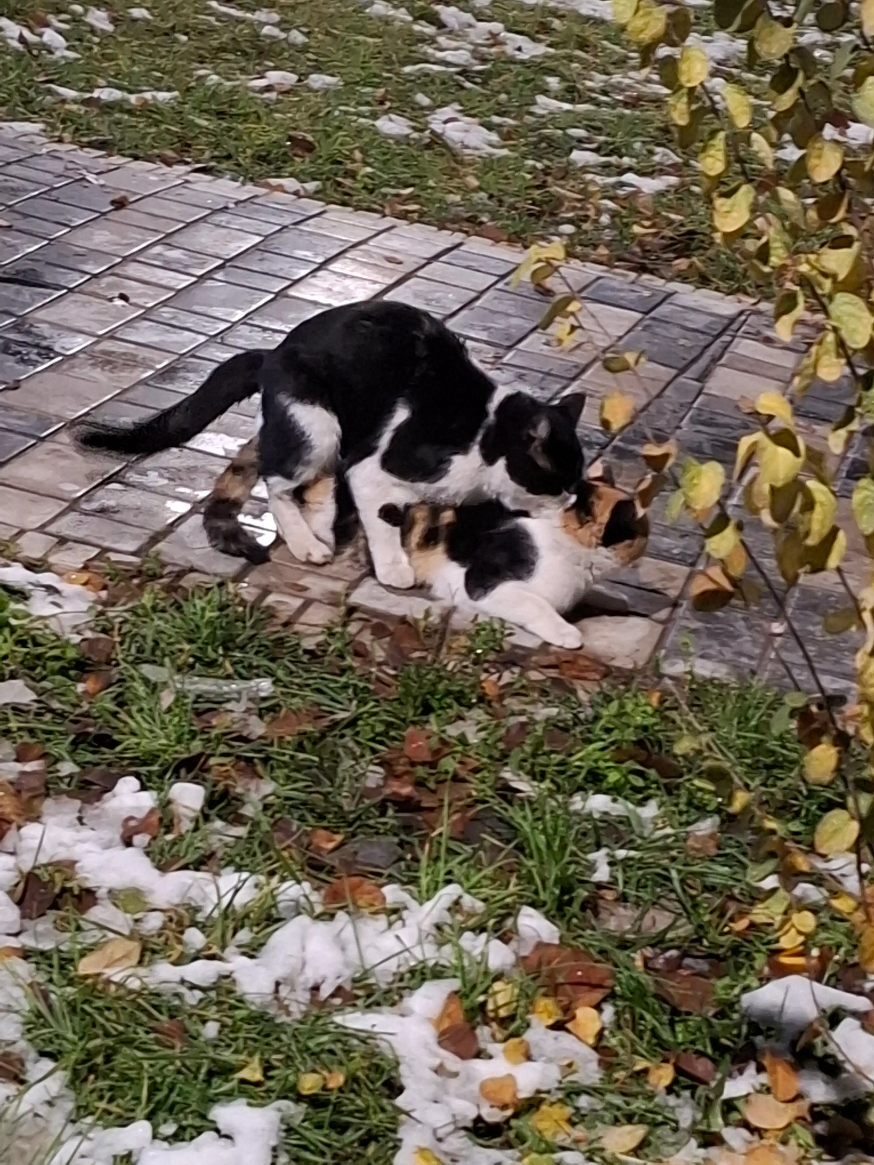 MIYO Ayollar uchun Y2K uslubidagi jinsi shimlar — baggy, klosh va boshqa modellаr