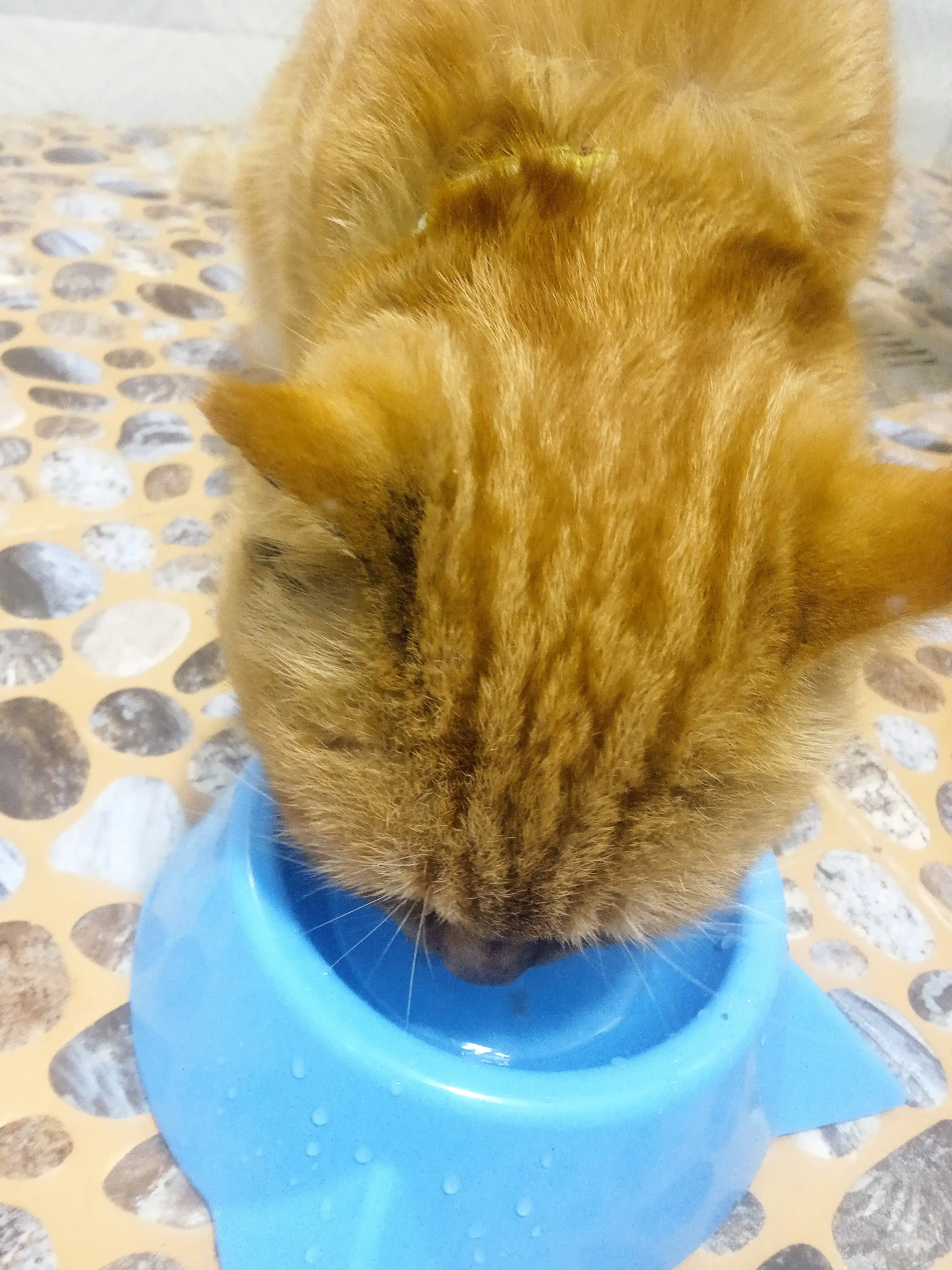Миска для котят, в виде мордочки кошки с ушками, 15*4,5 см