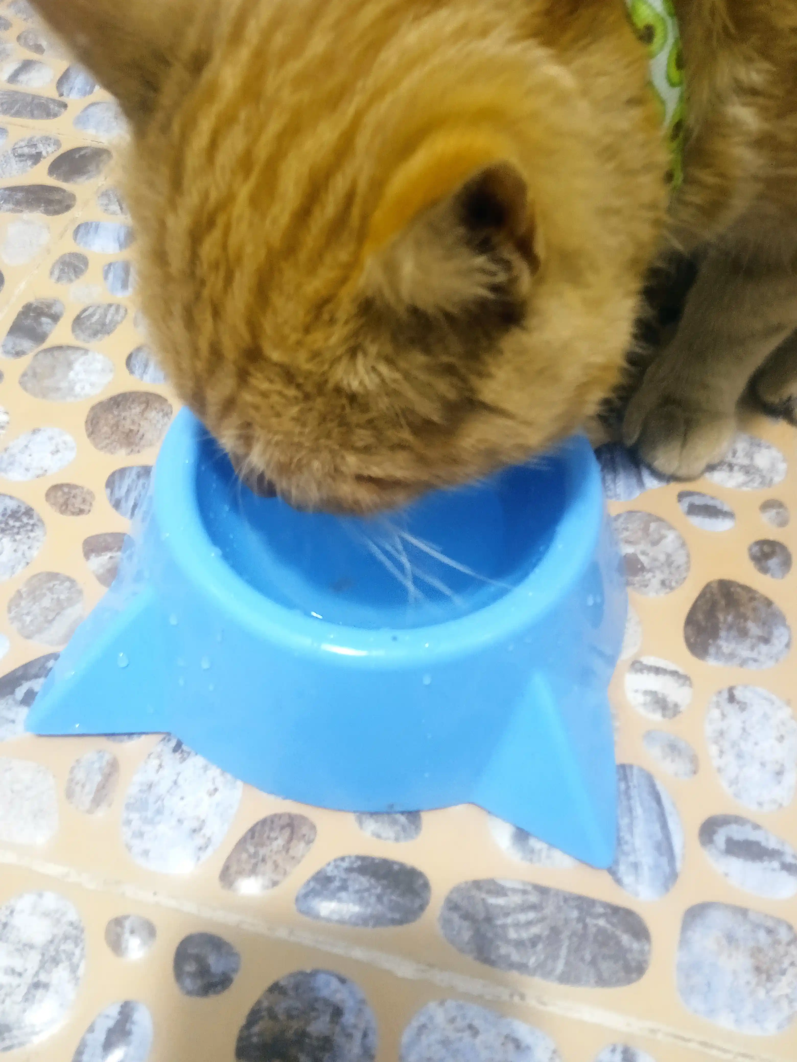 Миска для котят, в виде мордочки кошки с ушками, 15*4,5 см