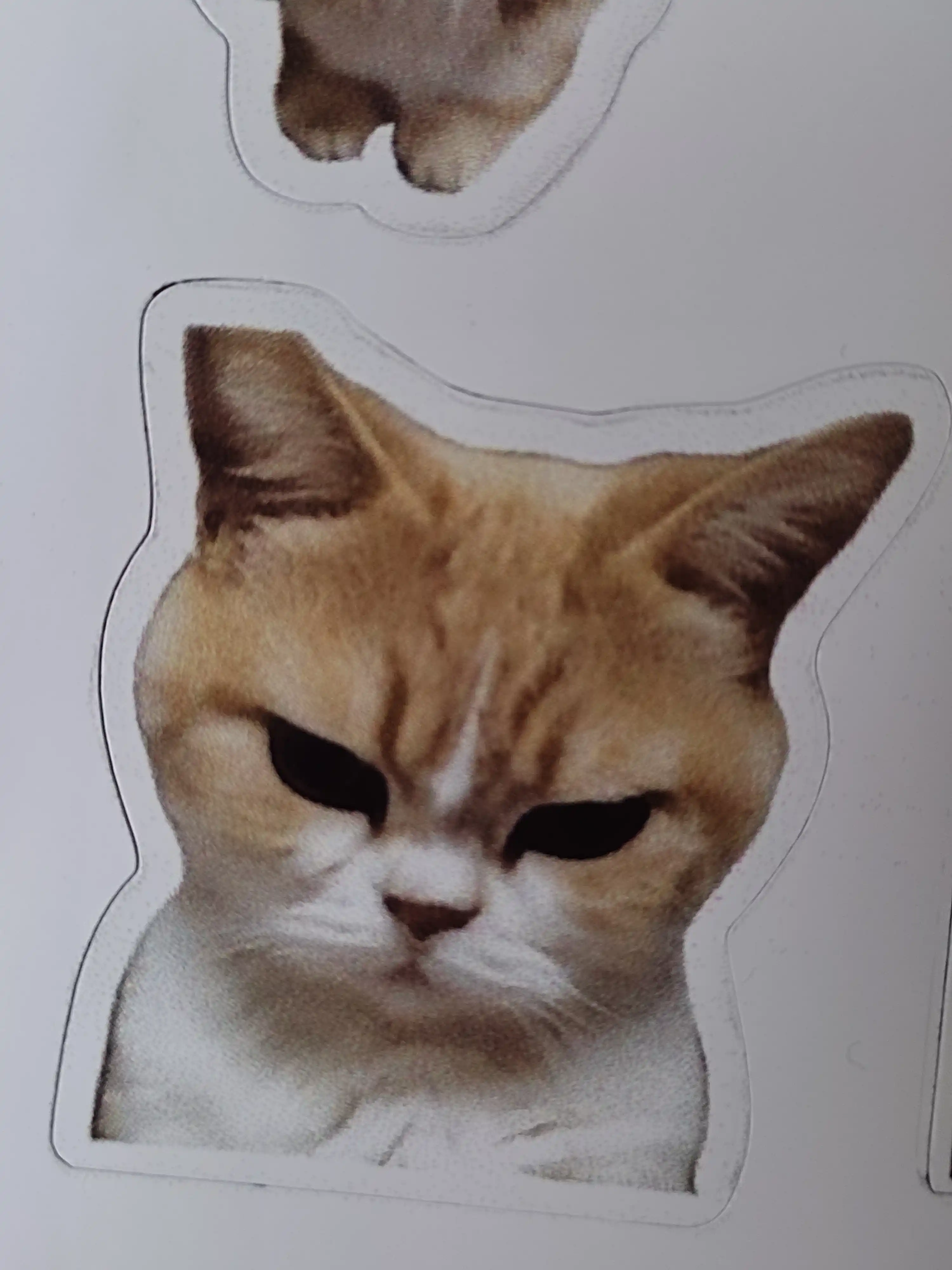 Стикеры смешных котят