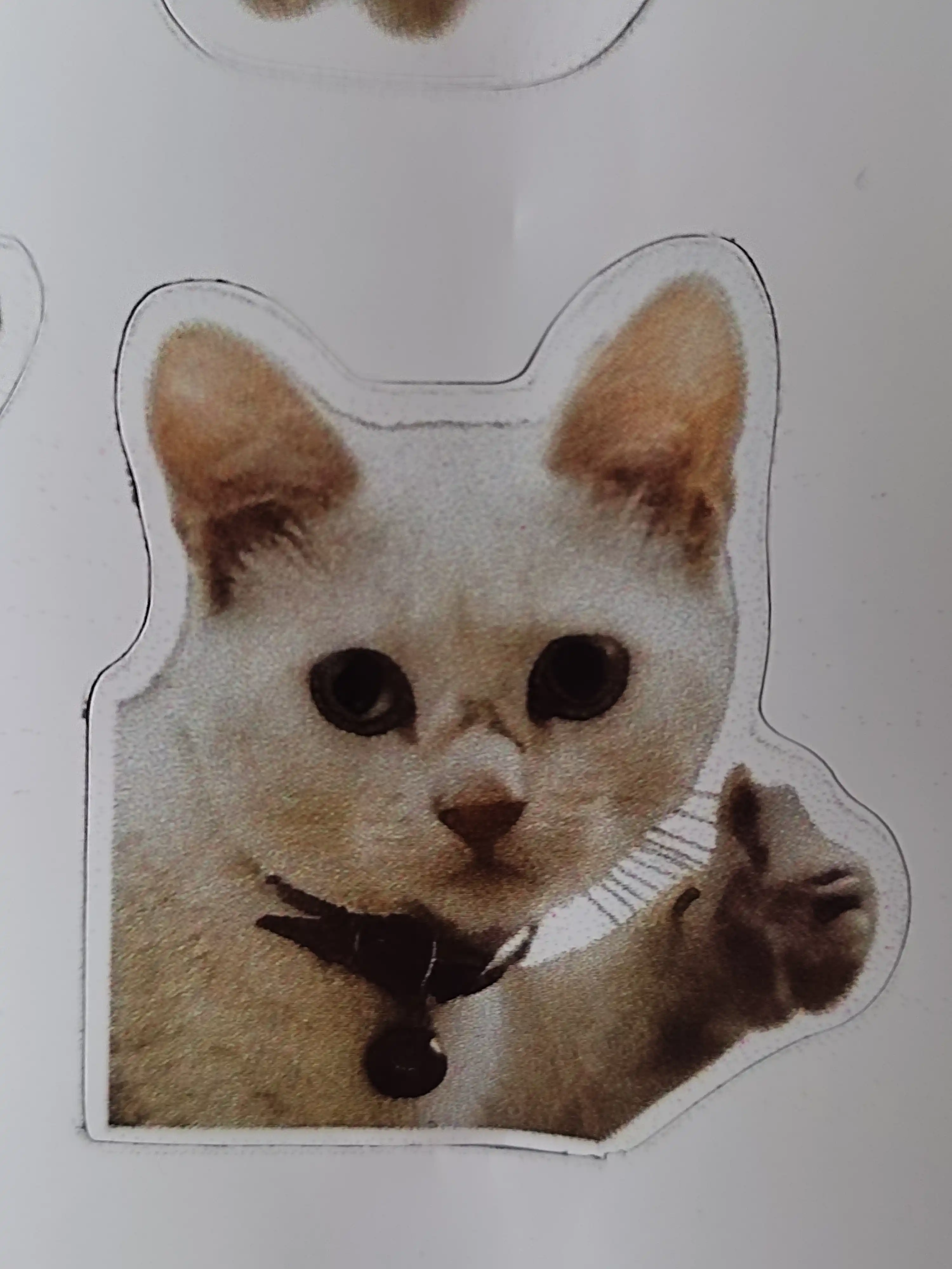 Стикеры смешных котят