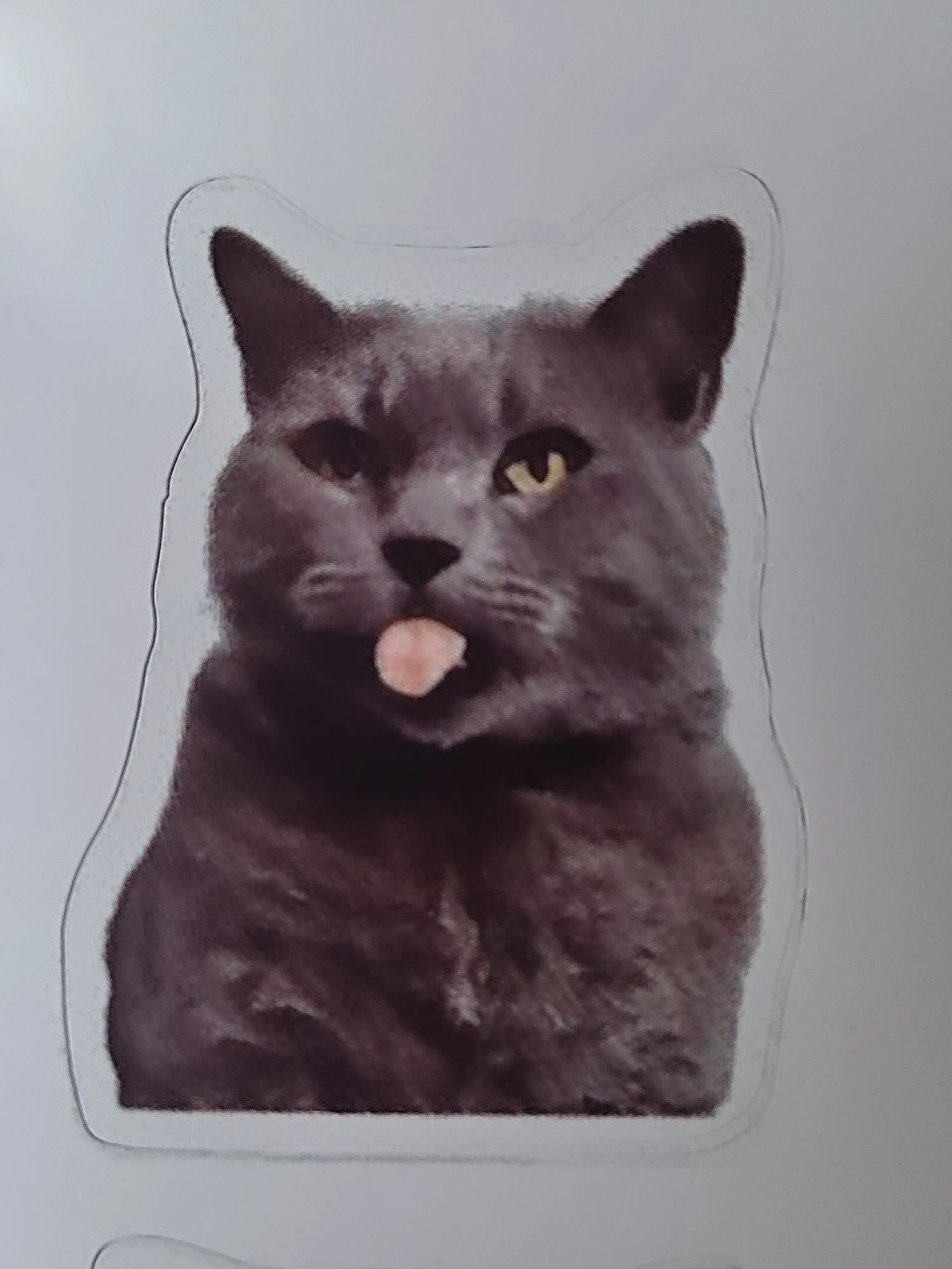 Стикеры смешных котят