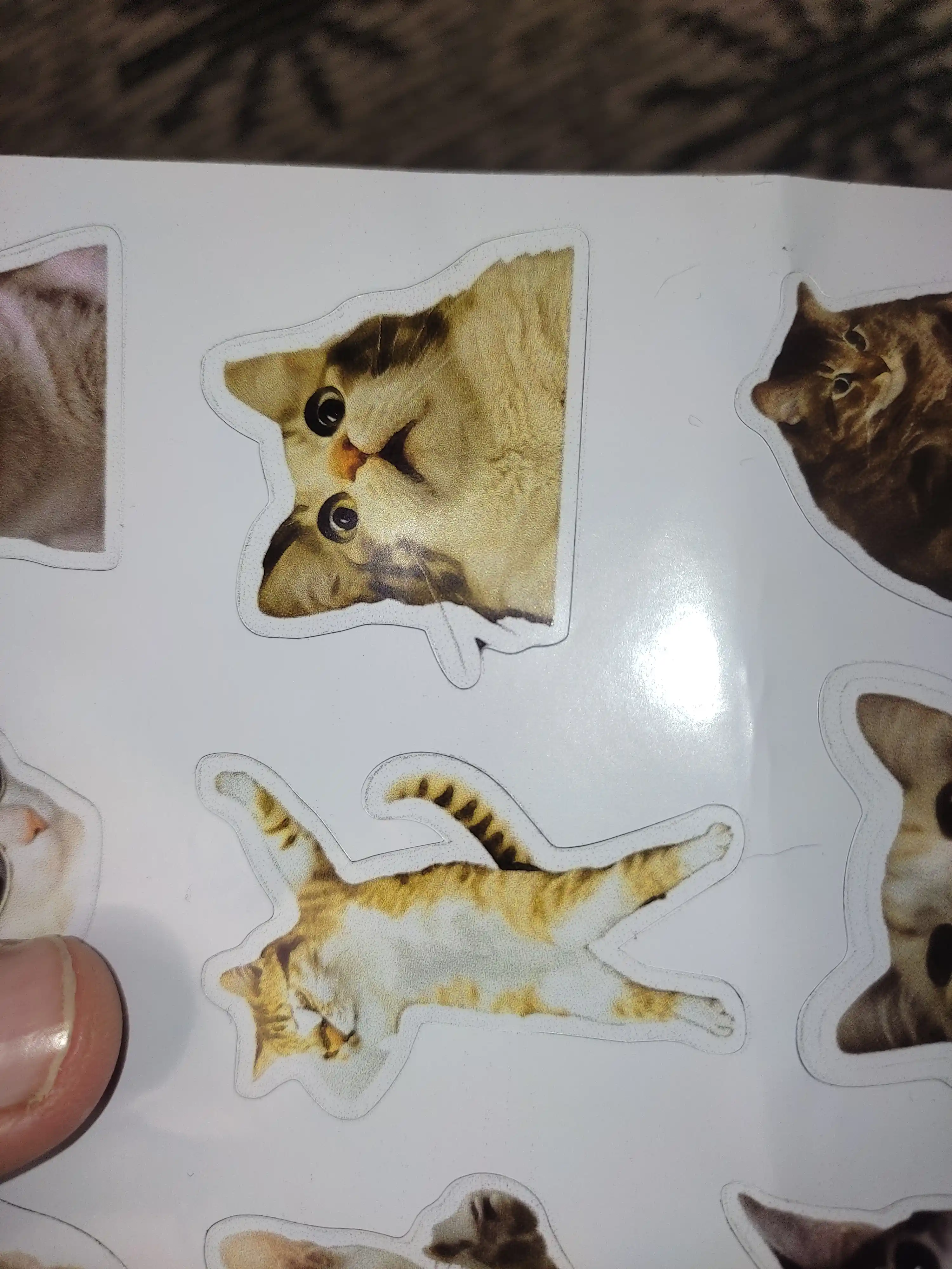 Стикеры смешных котят