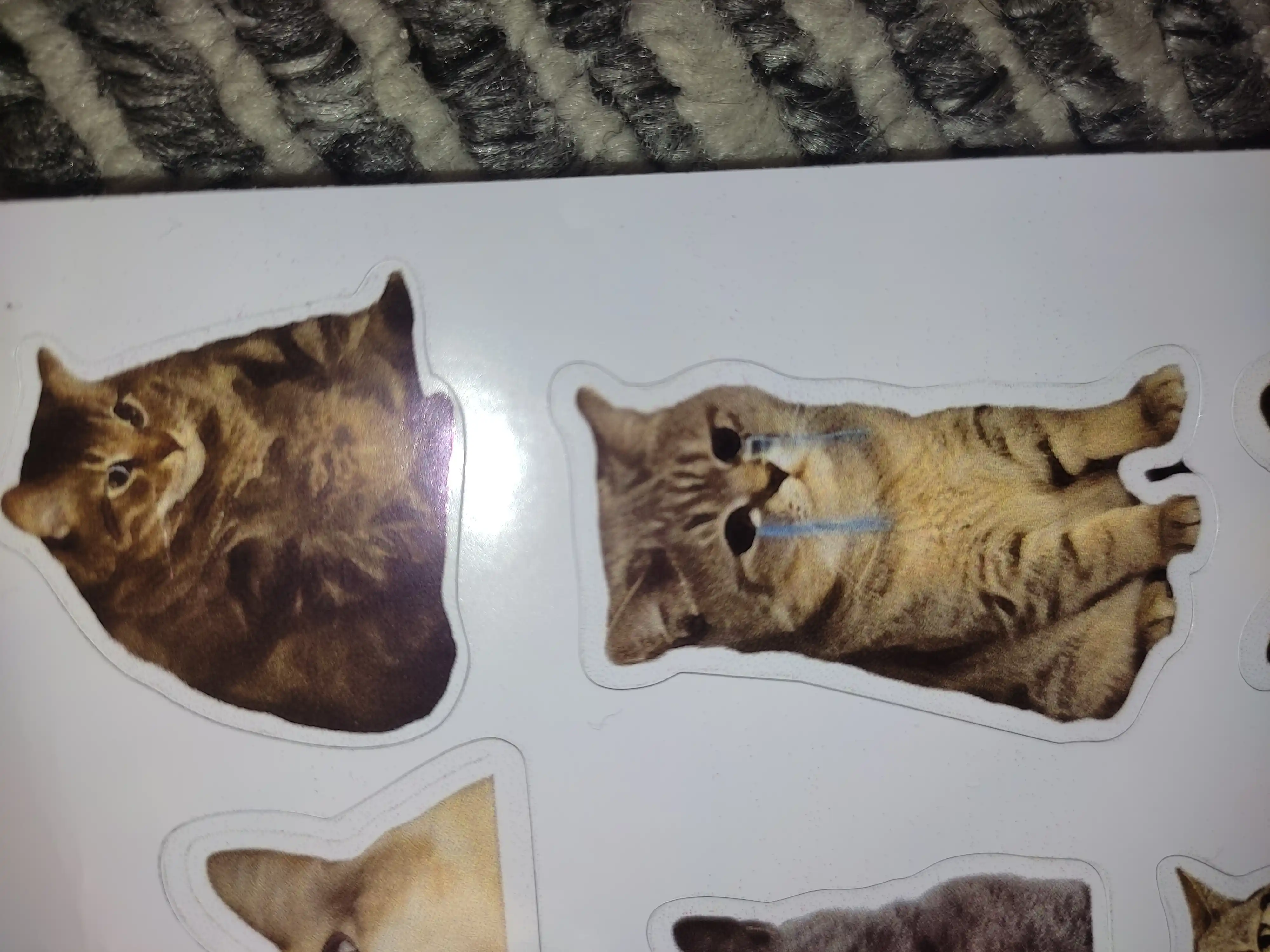 Стикеры смешных котят