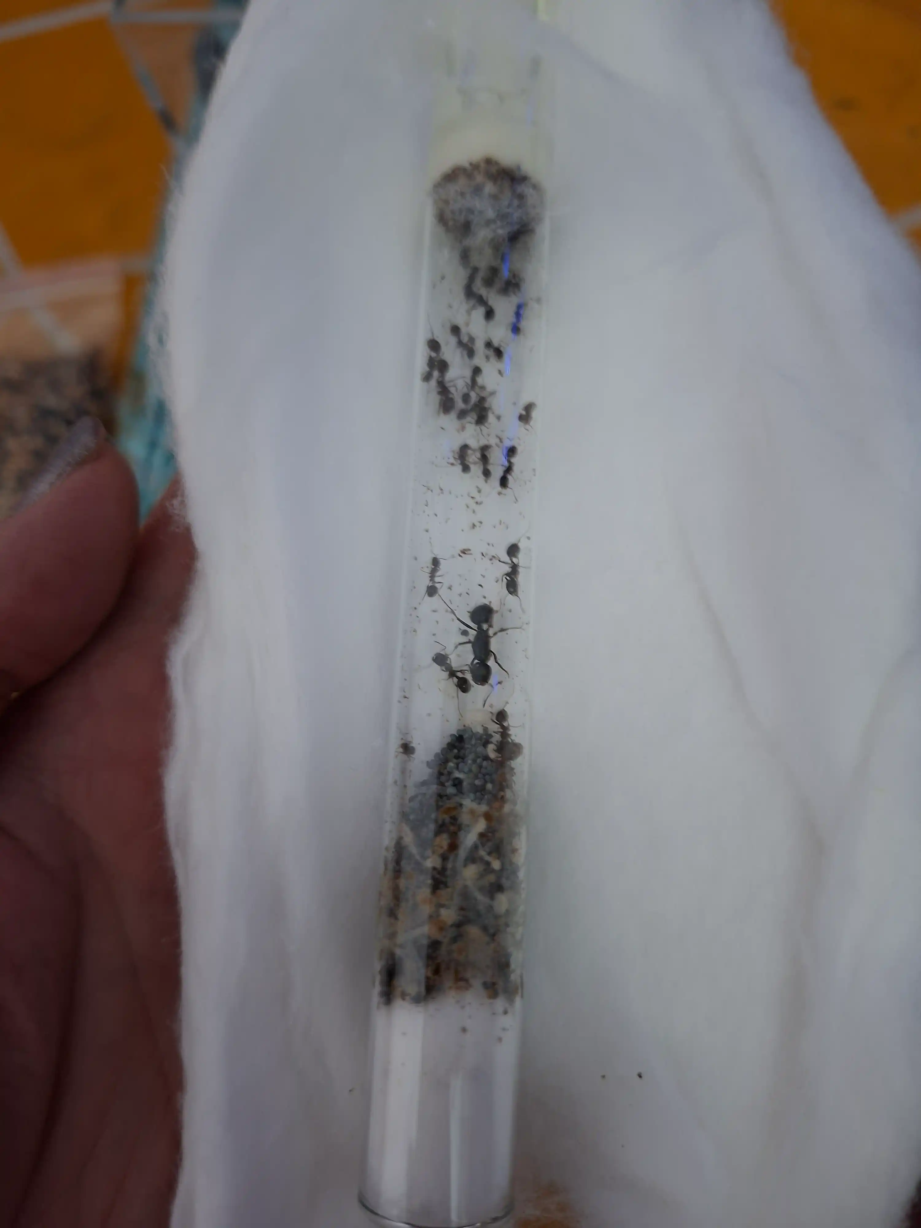 Chumolilar fermasi, formikarium