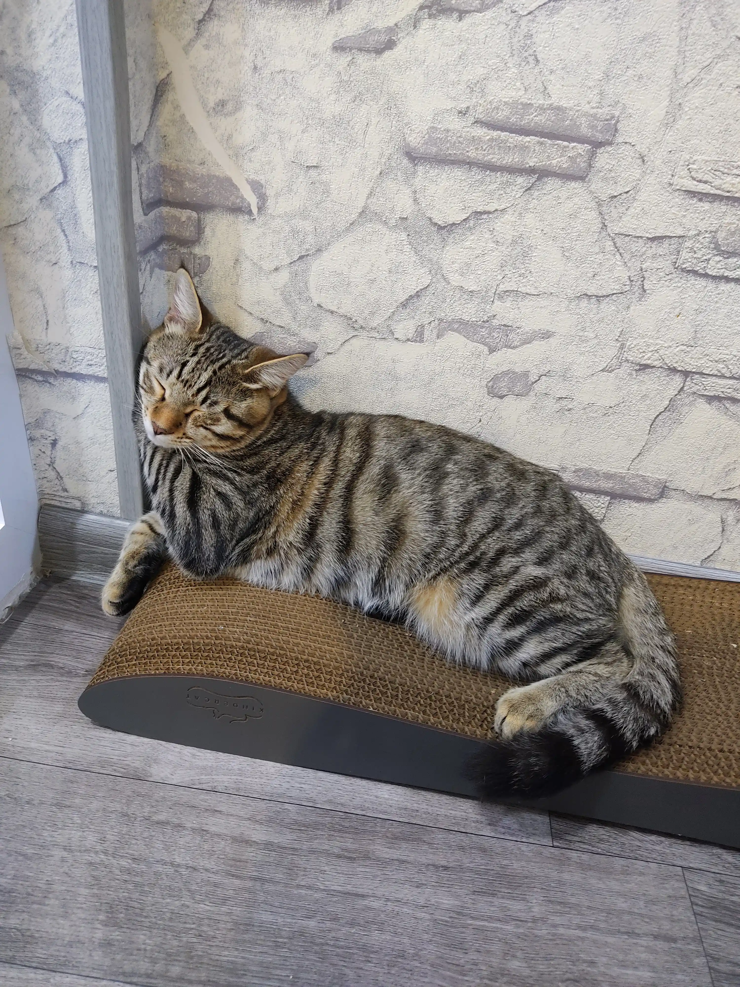 Когтеточка картонная KinderCat Earth черный, для кошек и котят