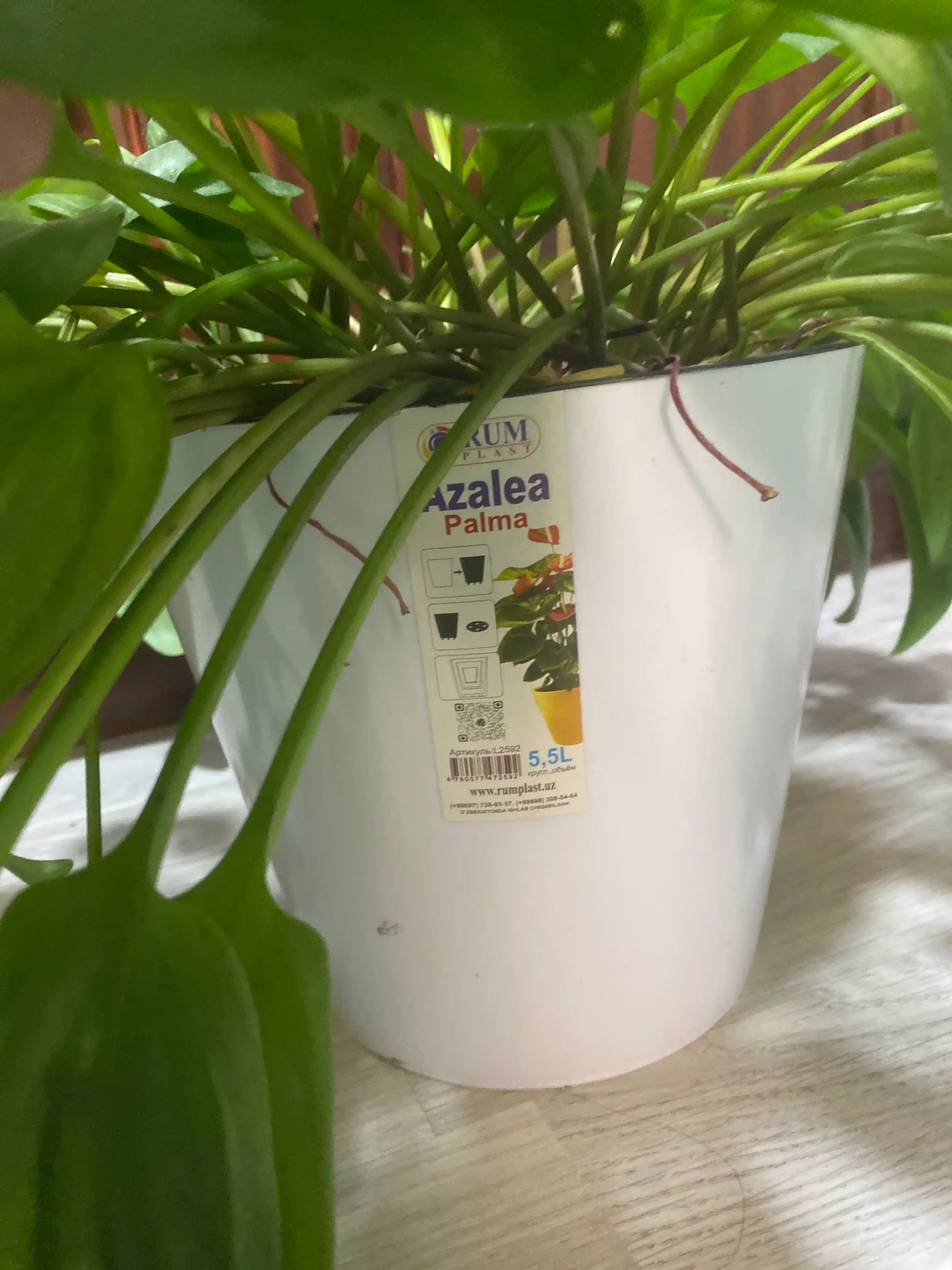 Drenajli gul idishi Azalea, plastmassa 0,7, 1,5, 3,5, 5,5, 10 l