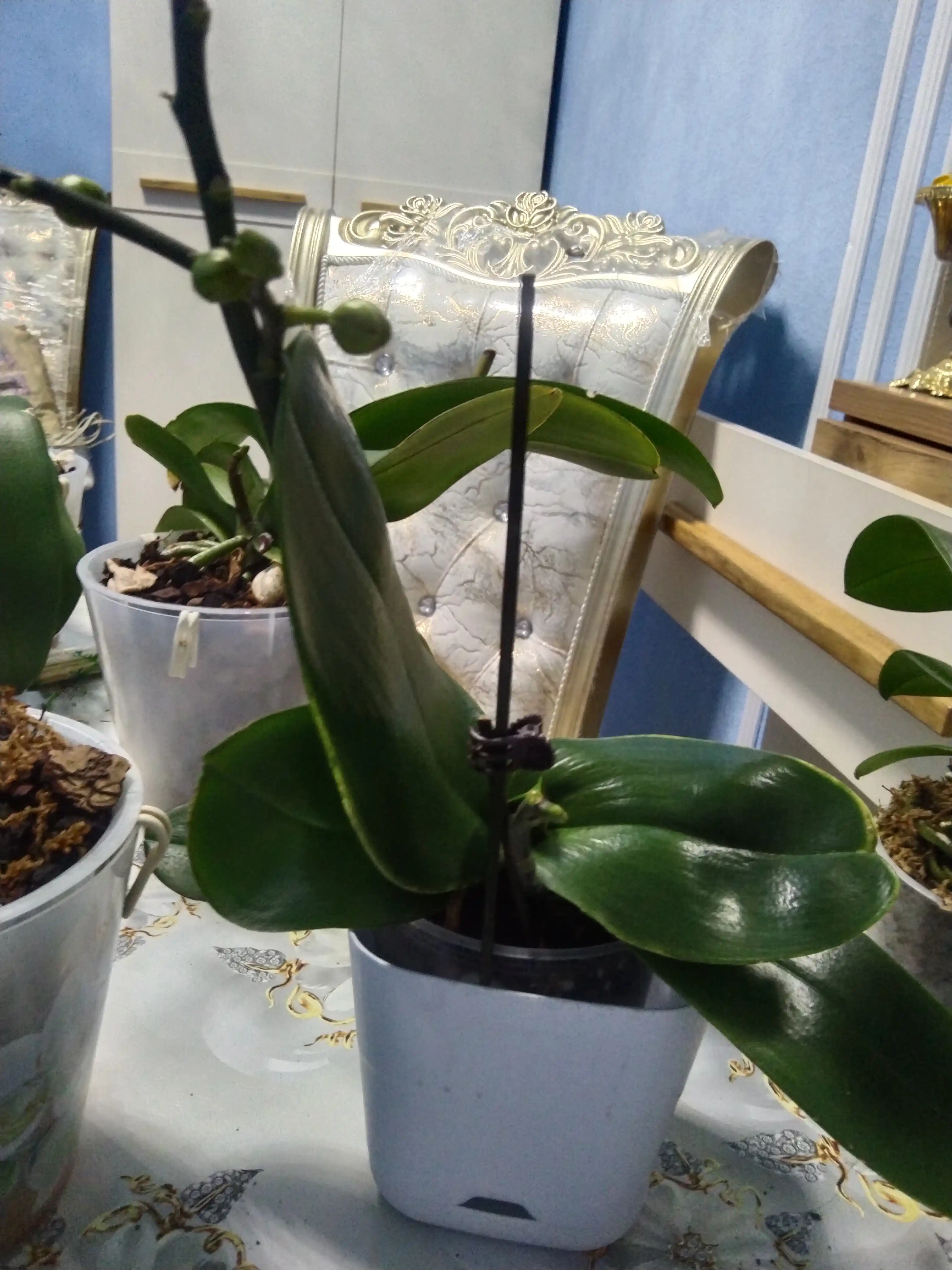 Горшки для цветов